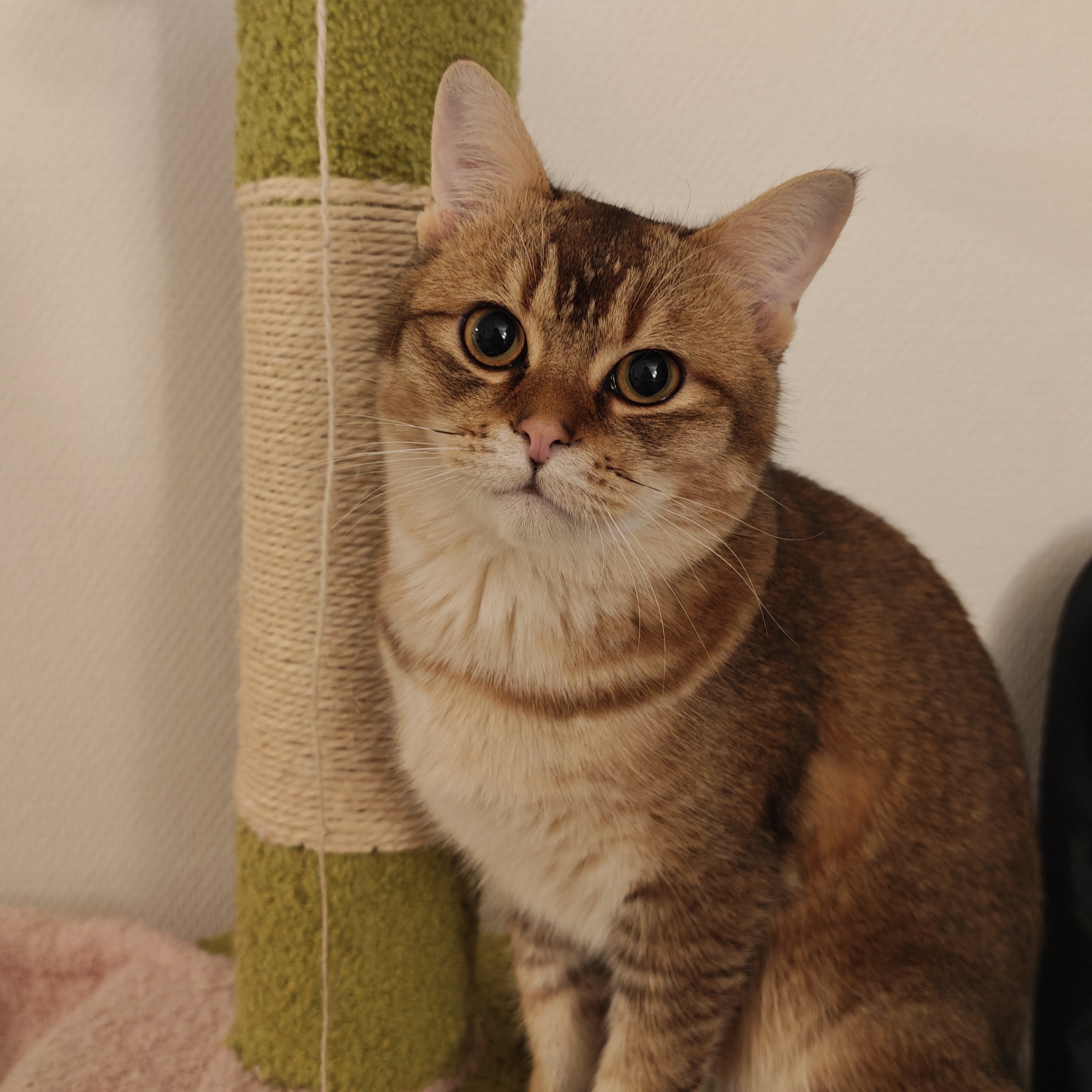 Poohpooh Alexander Leonnie Duan Zhu Chen