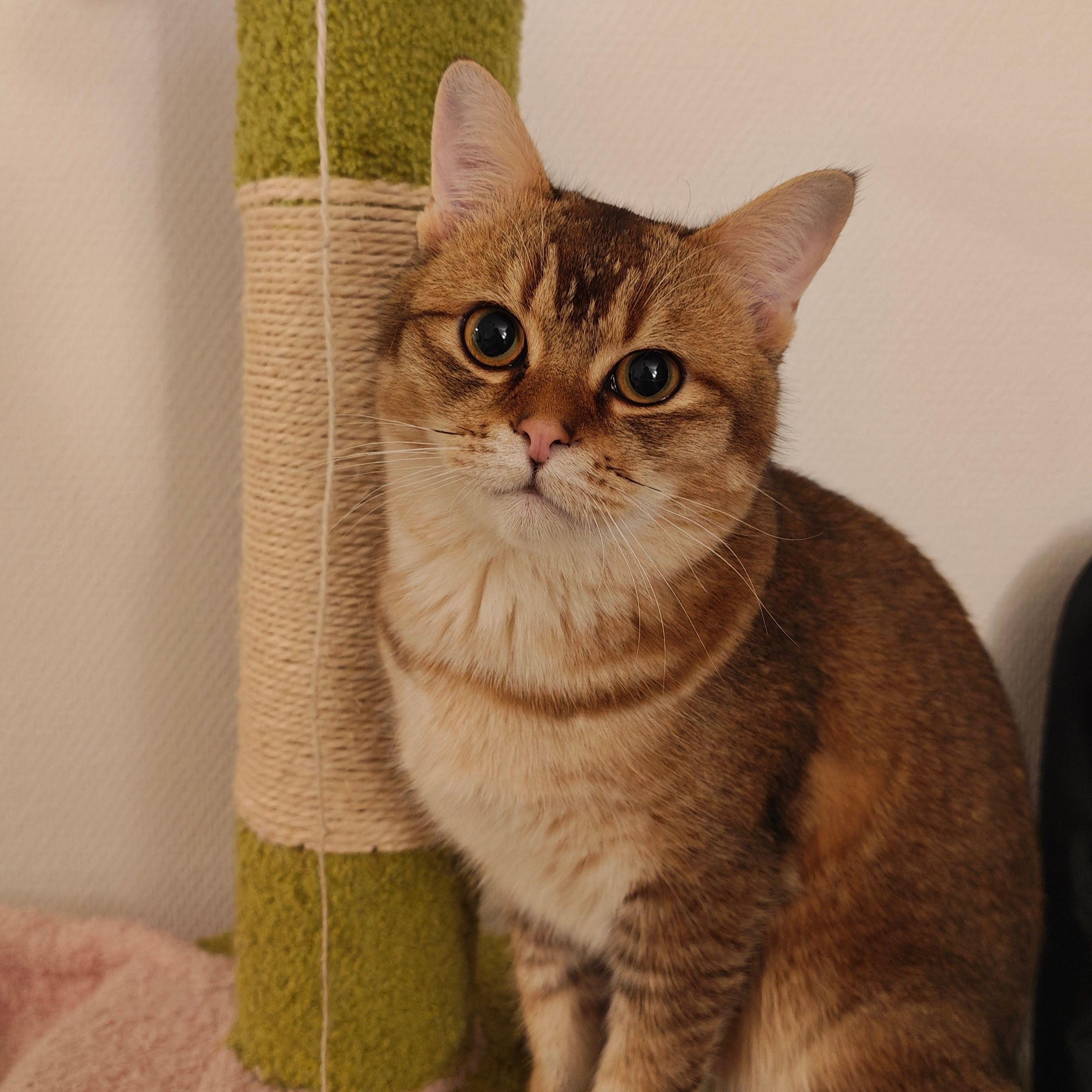 Poohpooh Alexander Leonnie Duan Zhu Chen