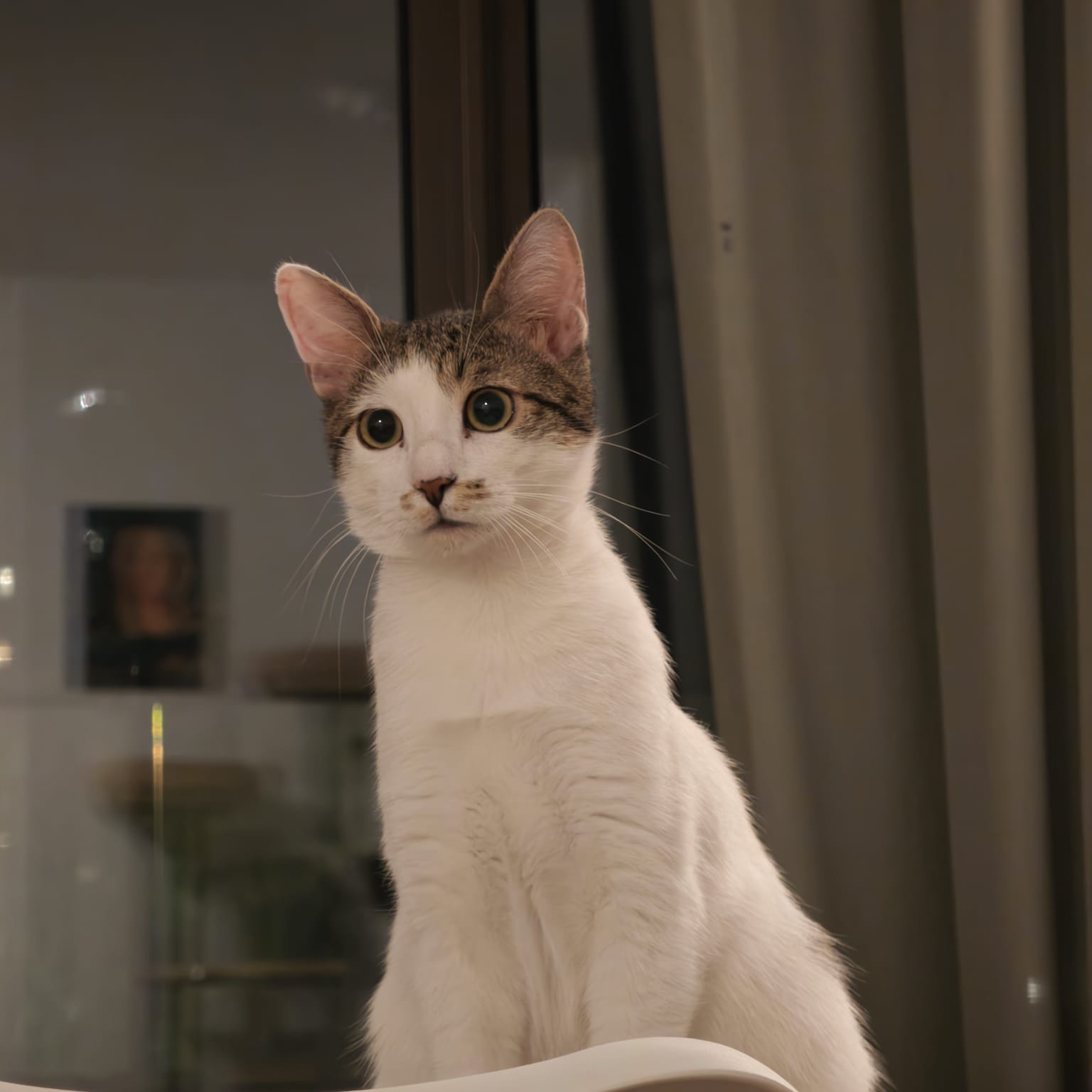 Zuzu 