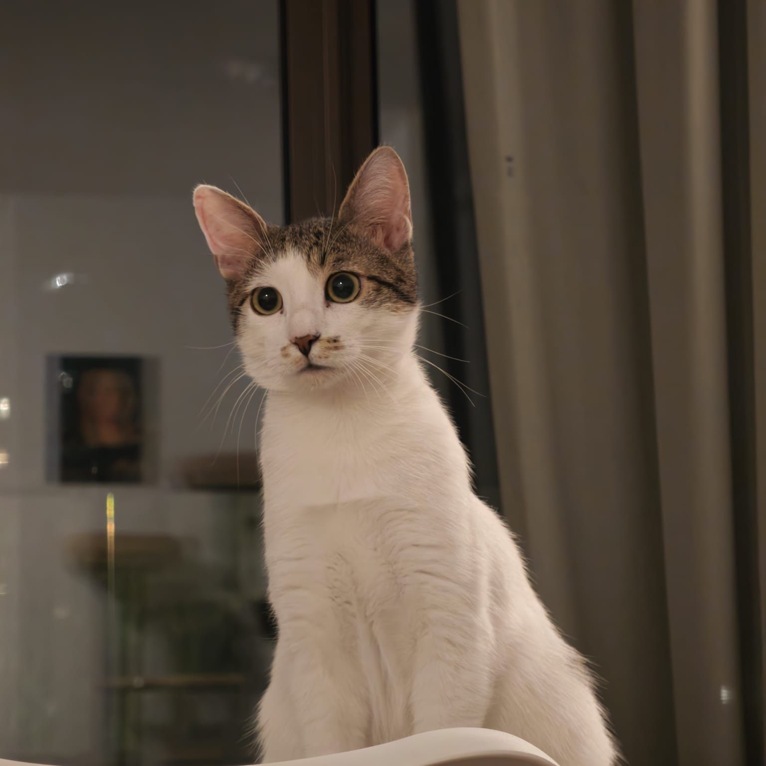Zuzu