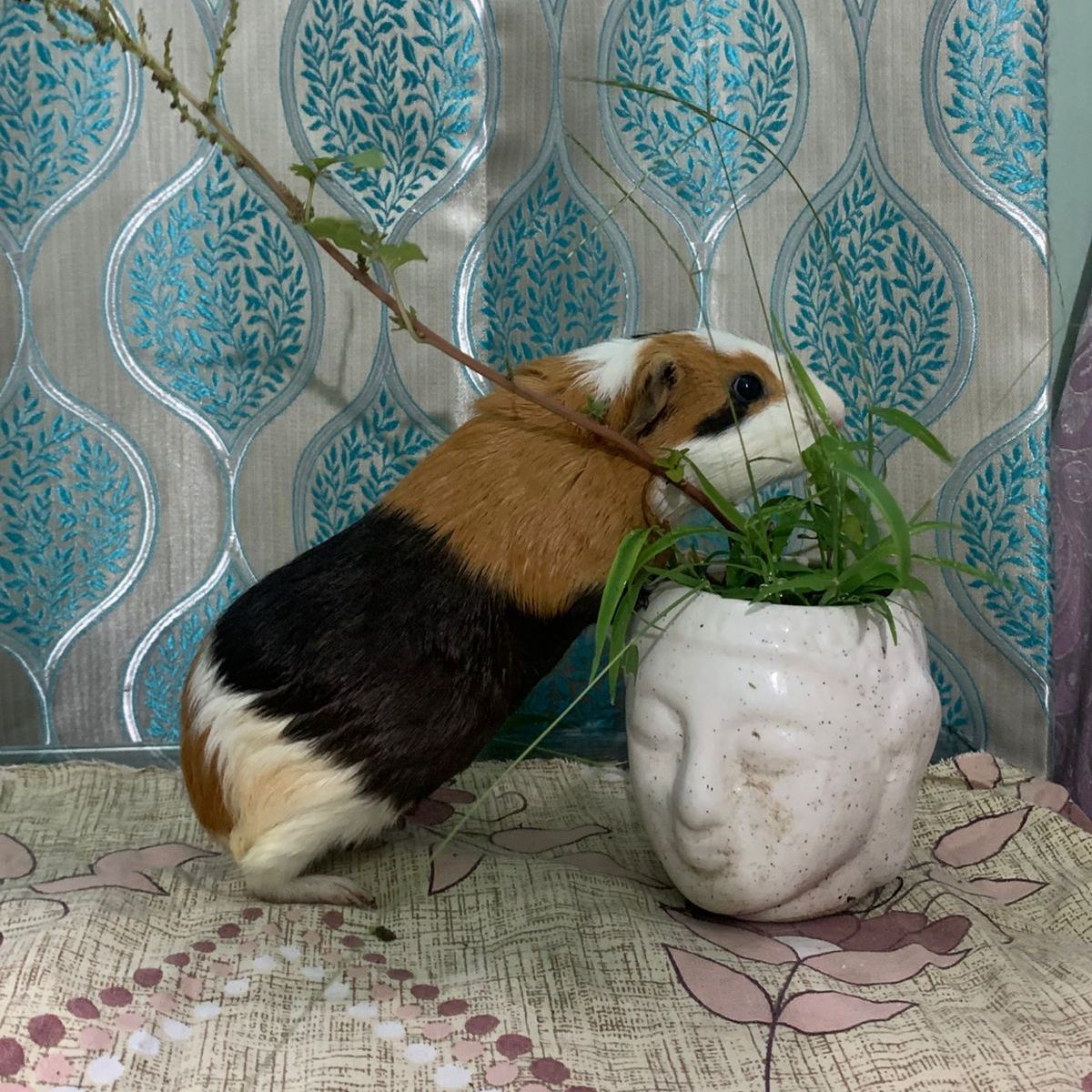 Ginni