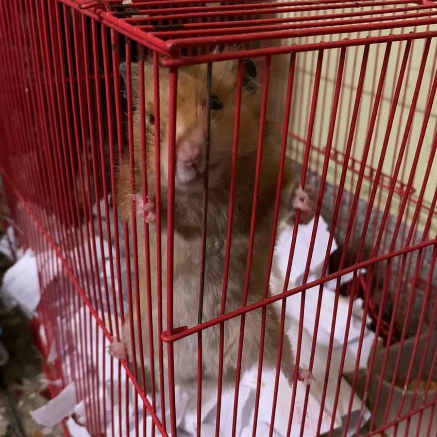 Haemu (Hamster)