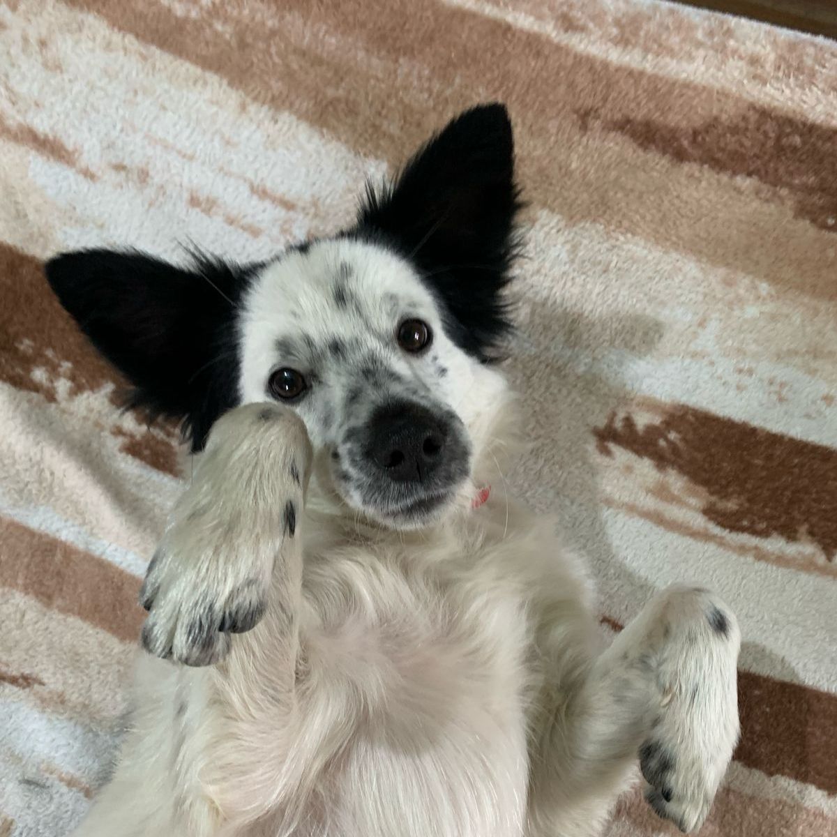 Ziggy