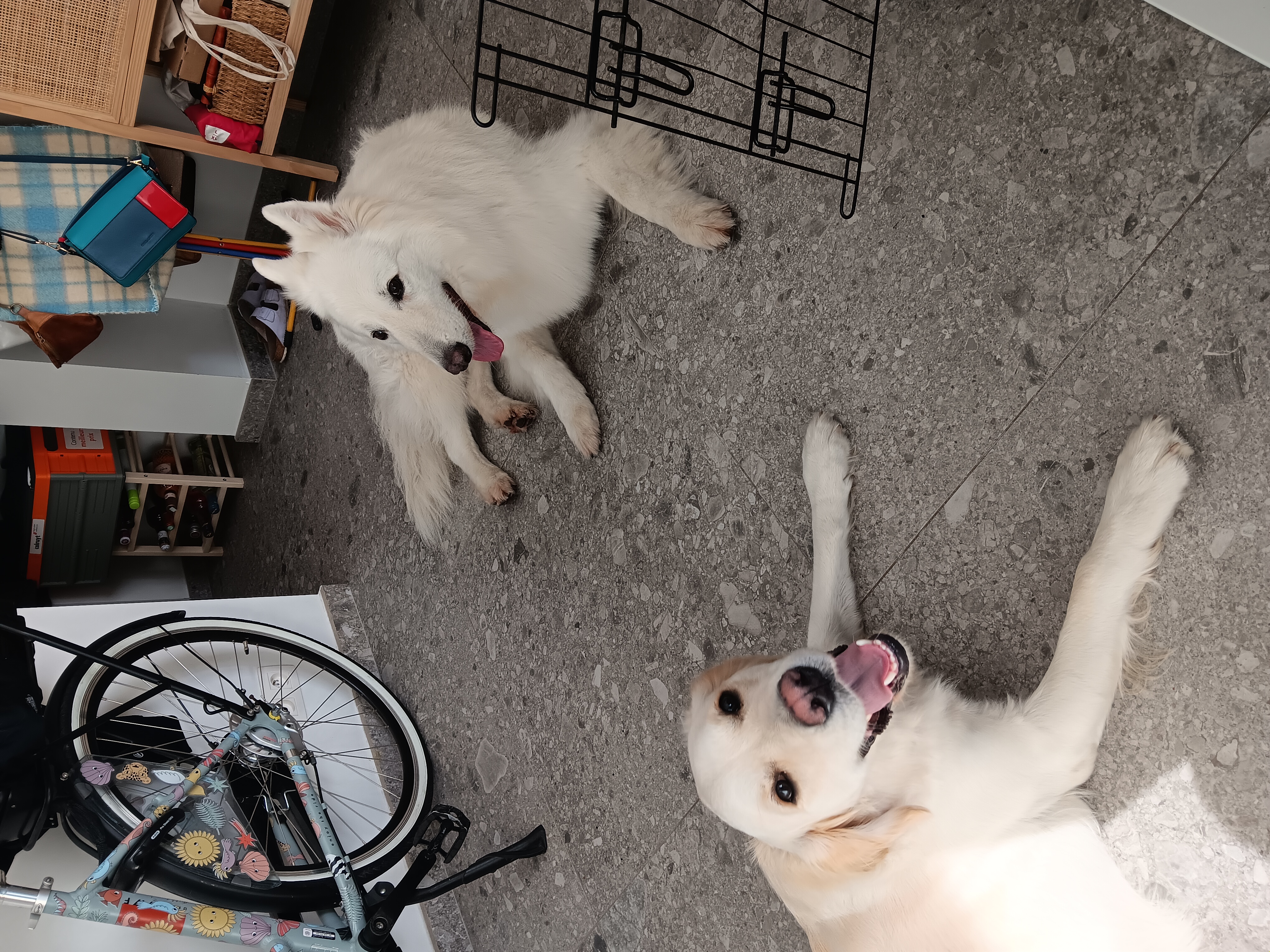 image-19