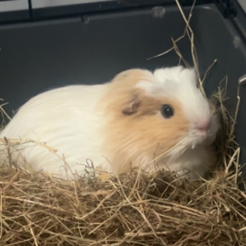 Coco