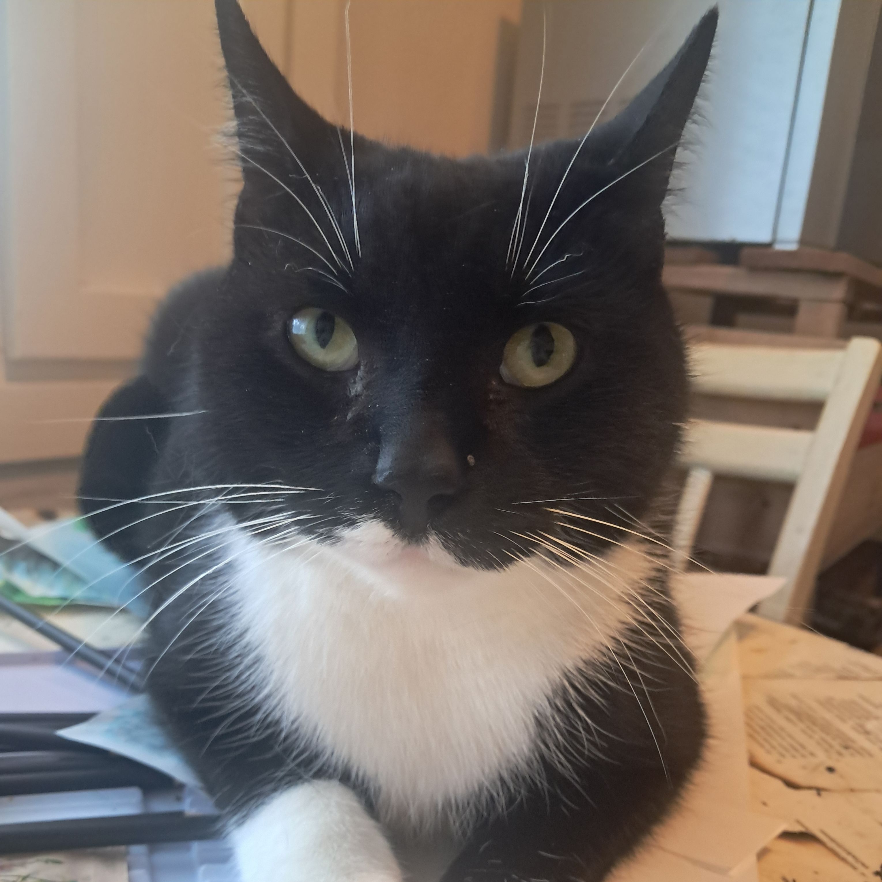 Pablo