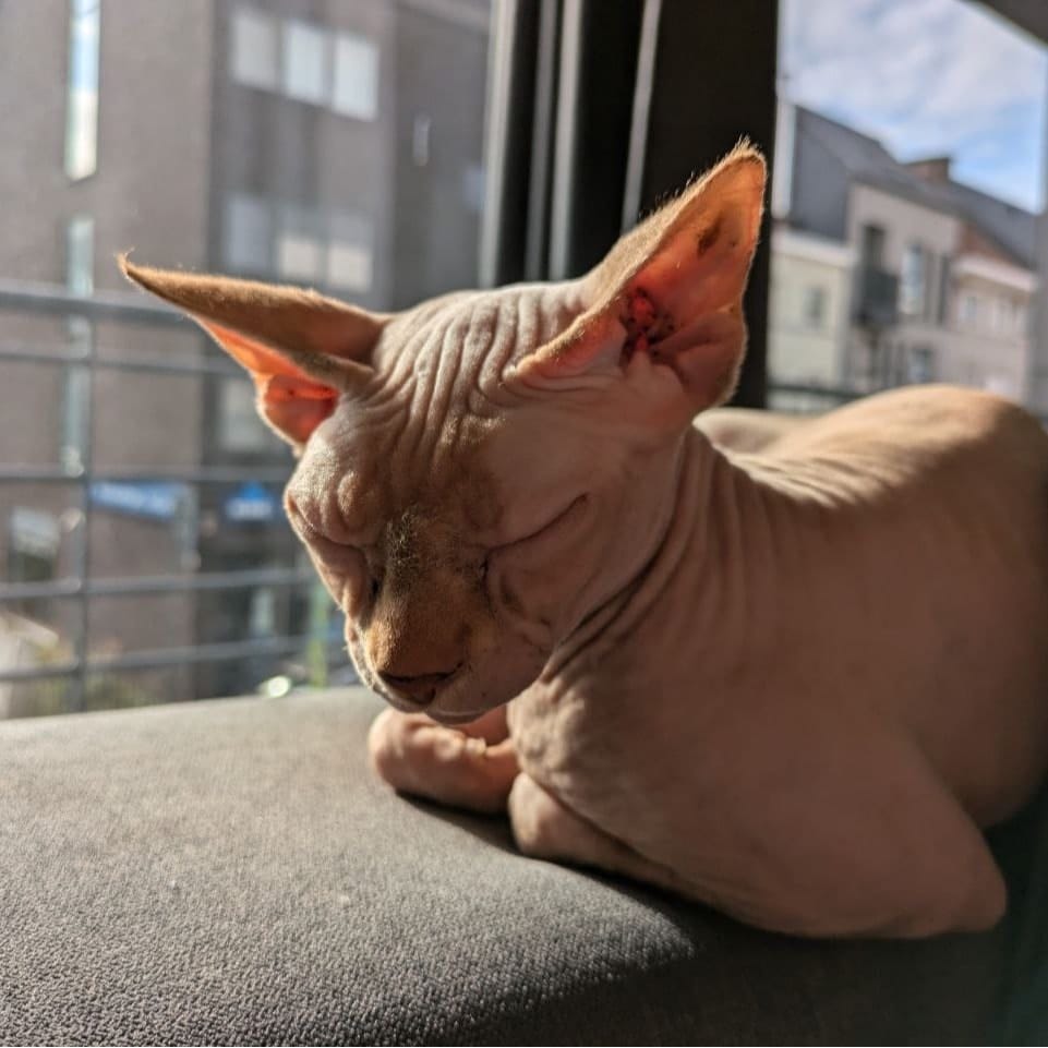 Mo