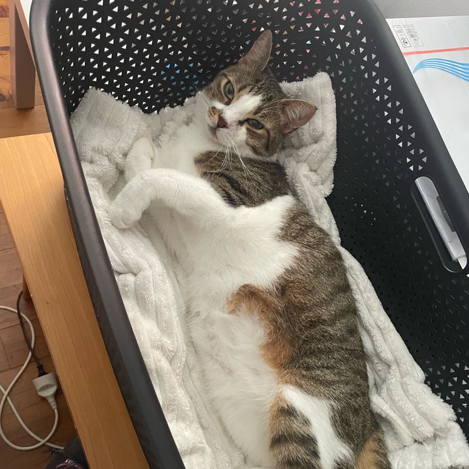 Simba