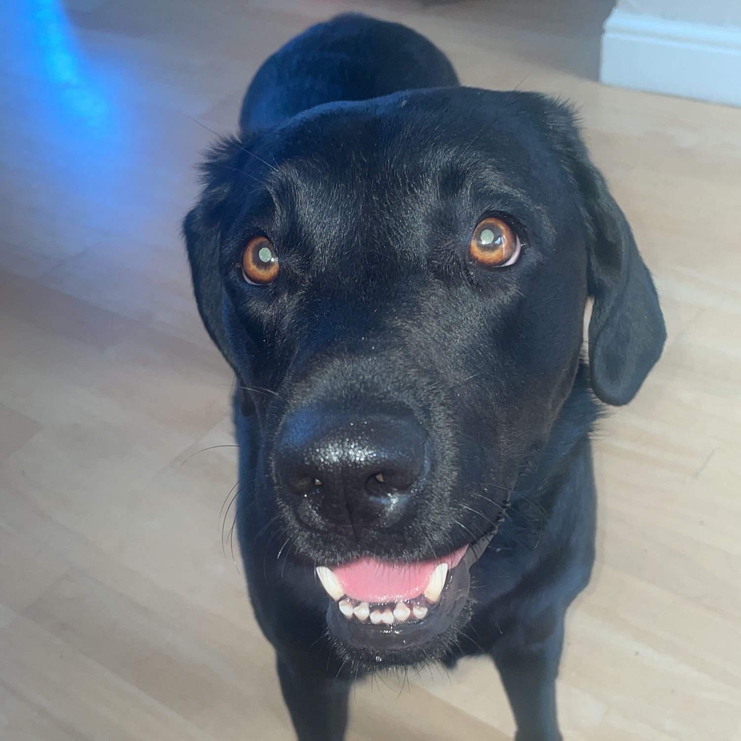 Ella