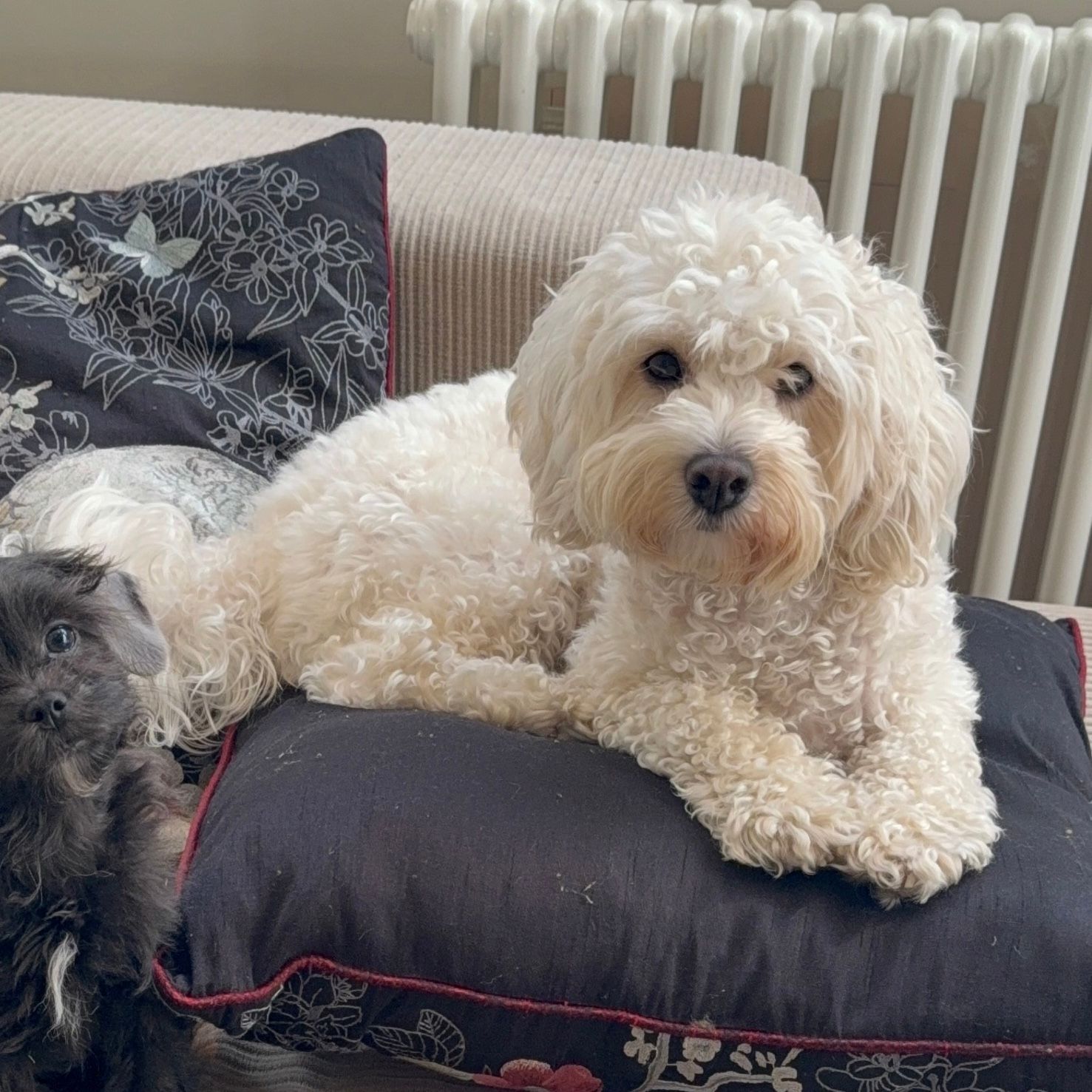 Yeti