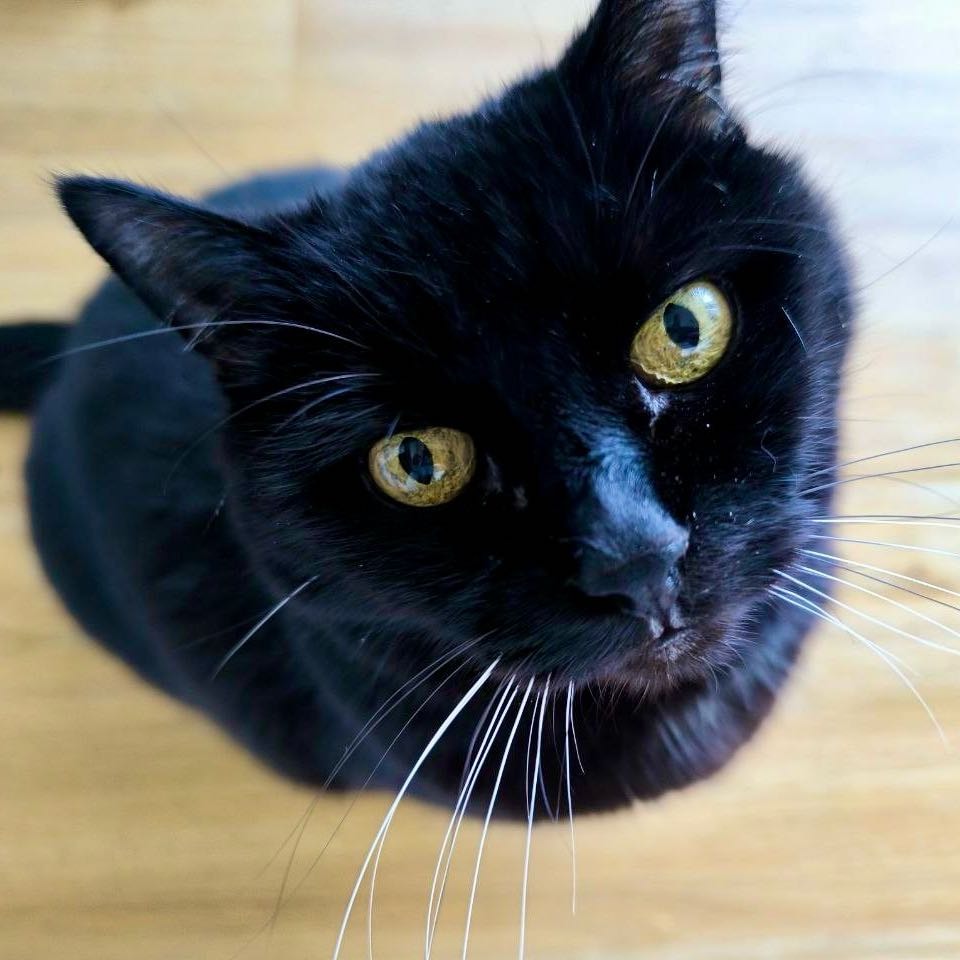 Bonnie