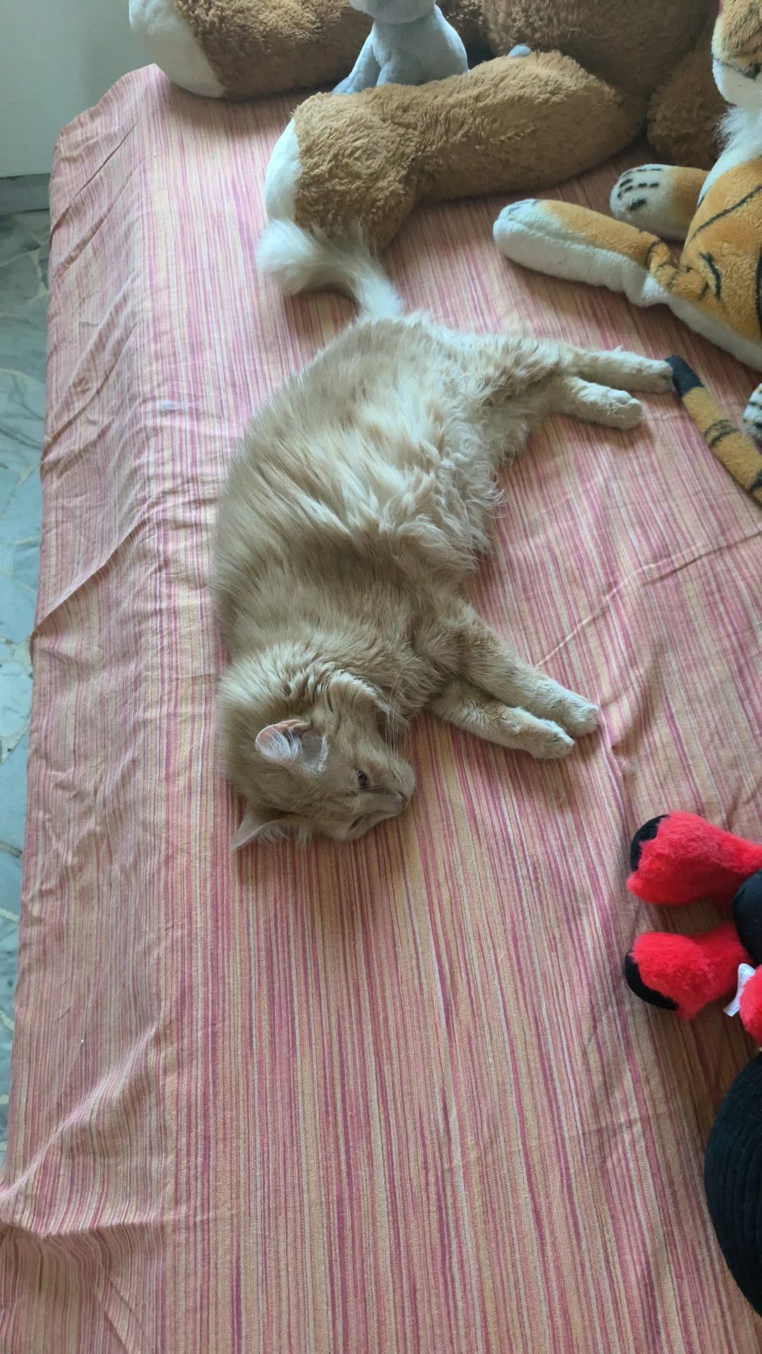 image-11
