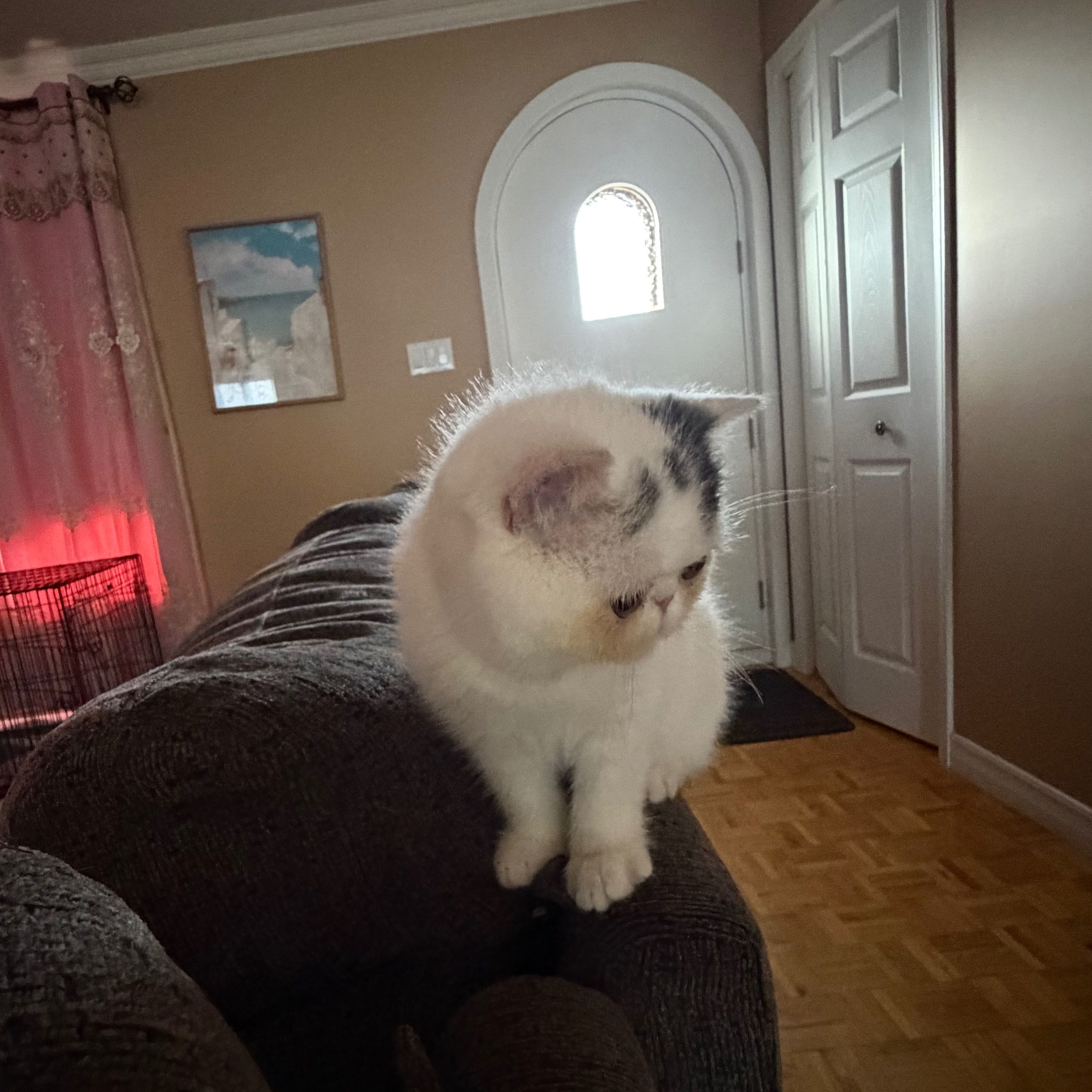 Bianco