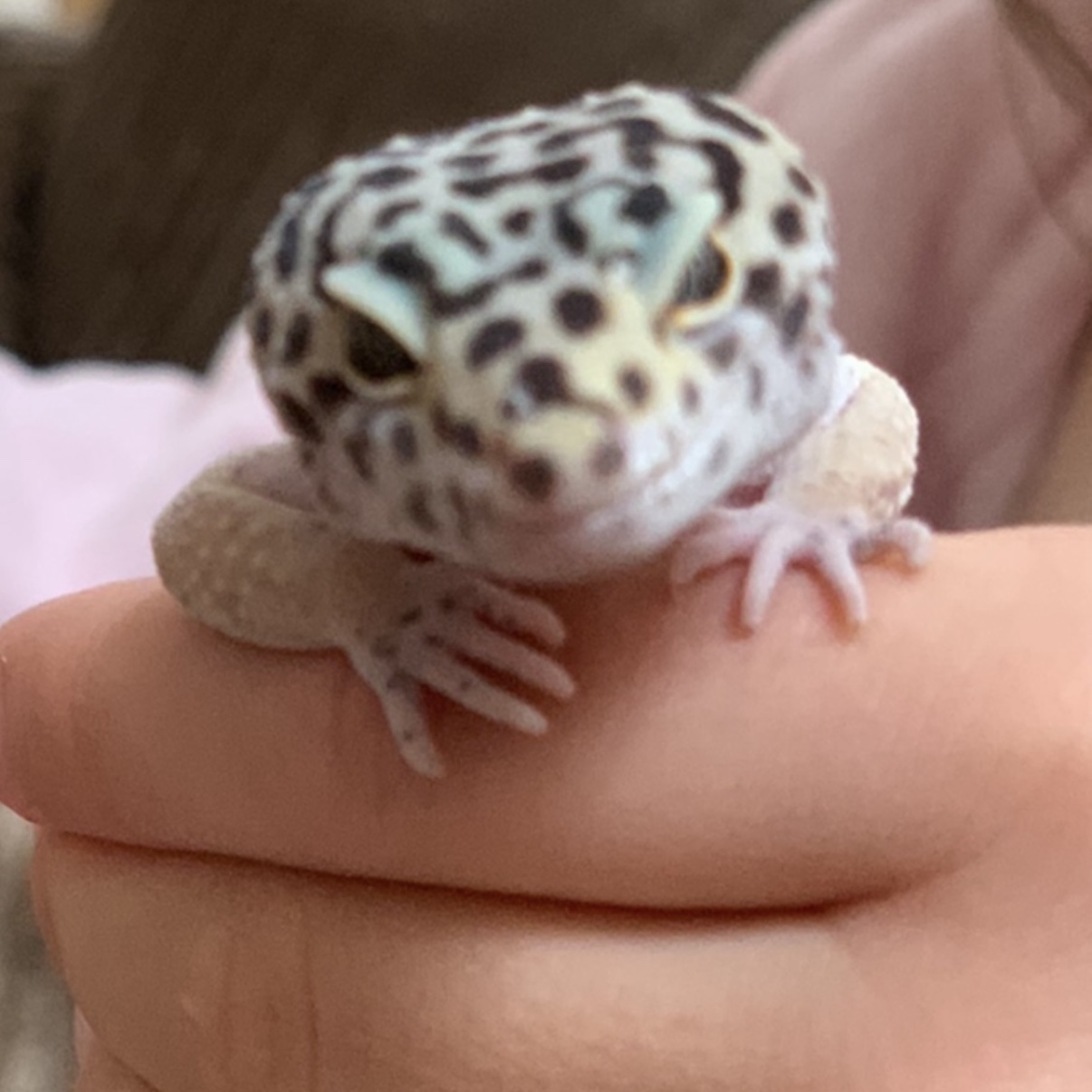 Coco
