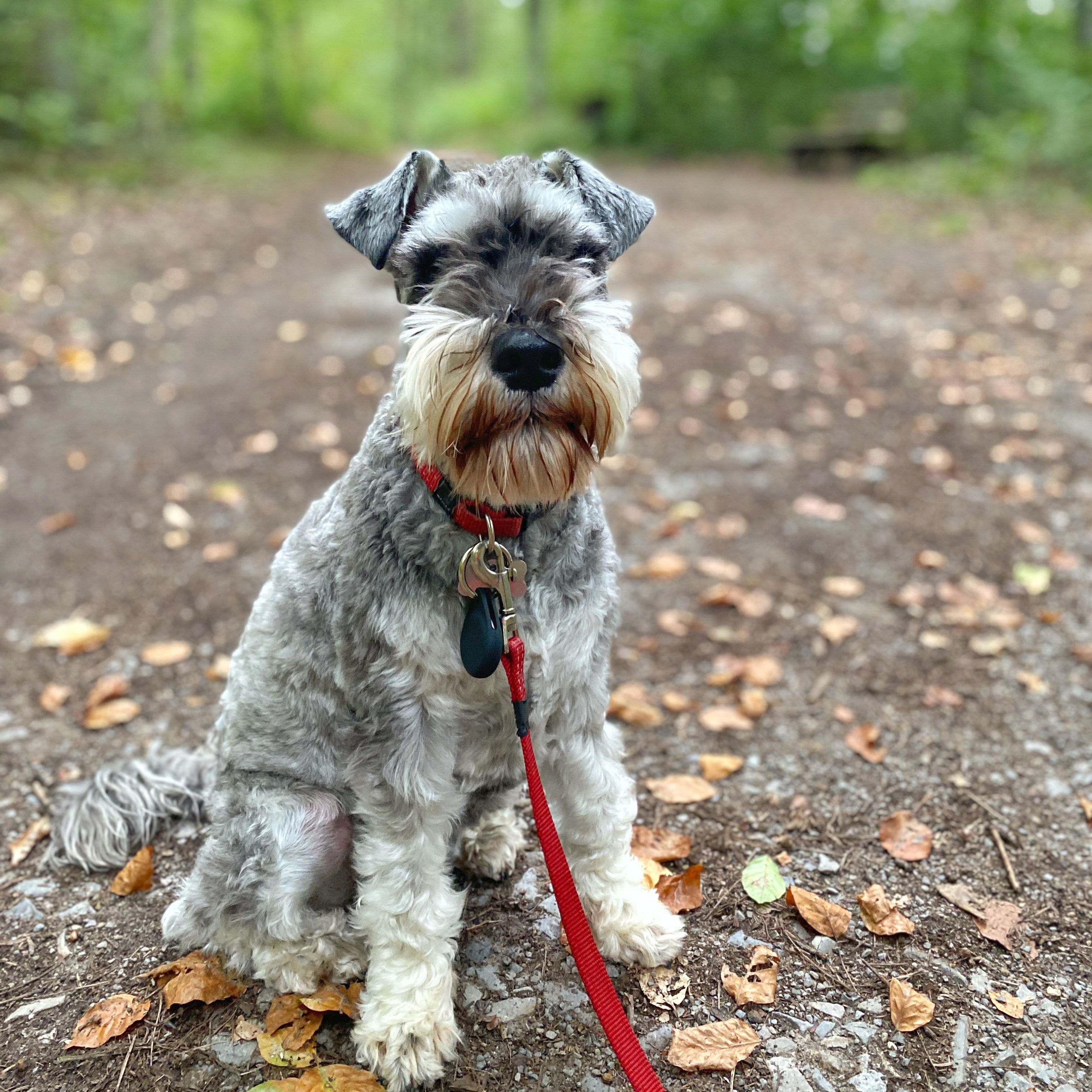 Georgie