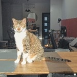 Millie