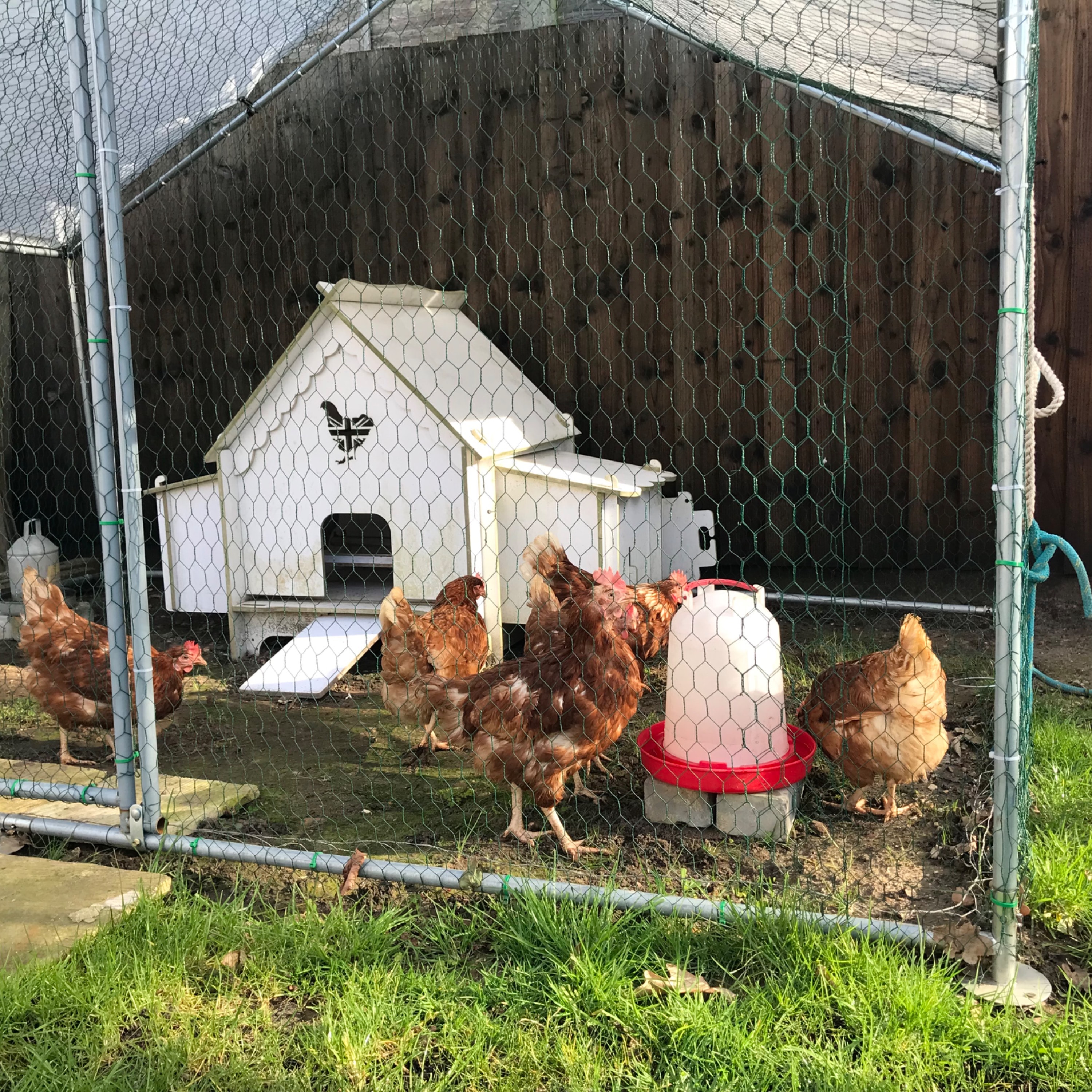 Popcorn, Millie, jalfrezi, Kentucky and Clem