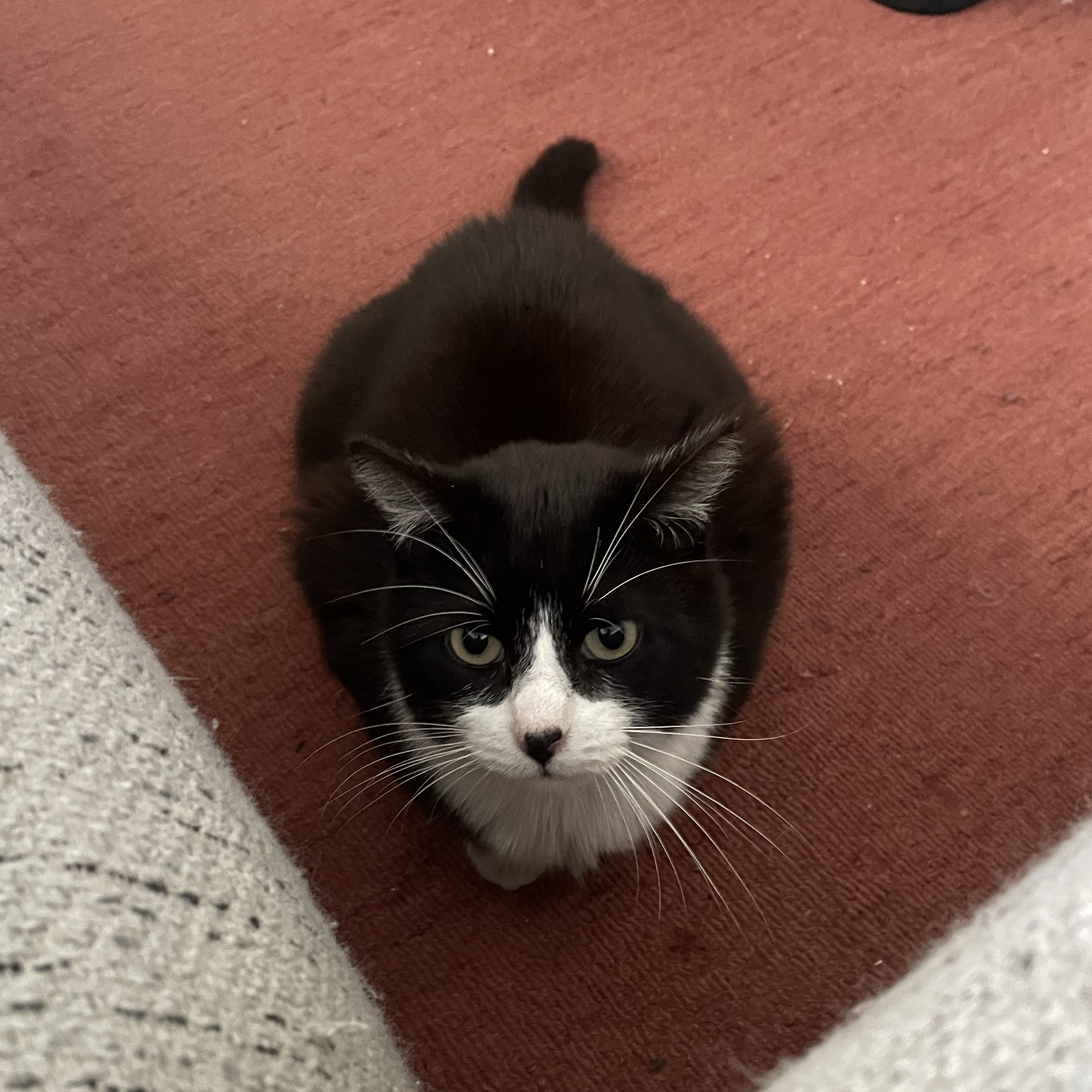 Poes