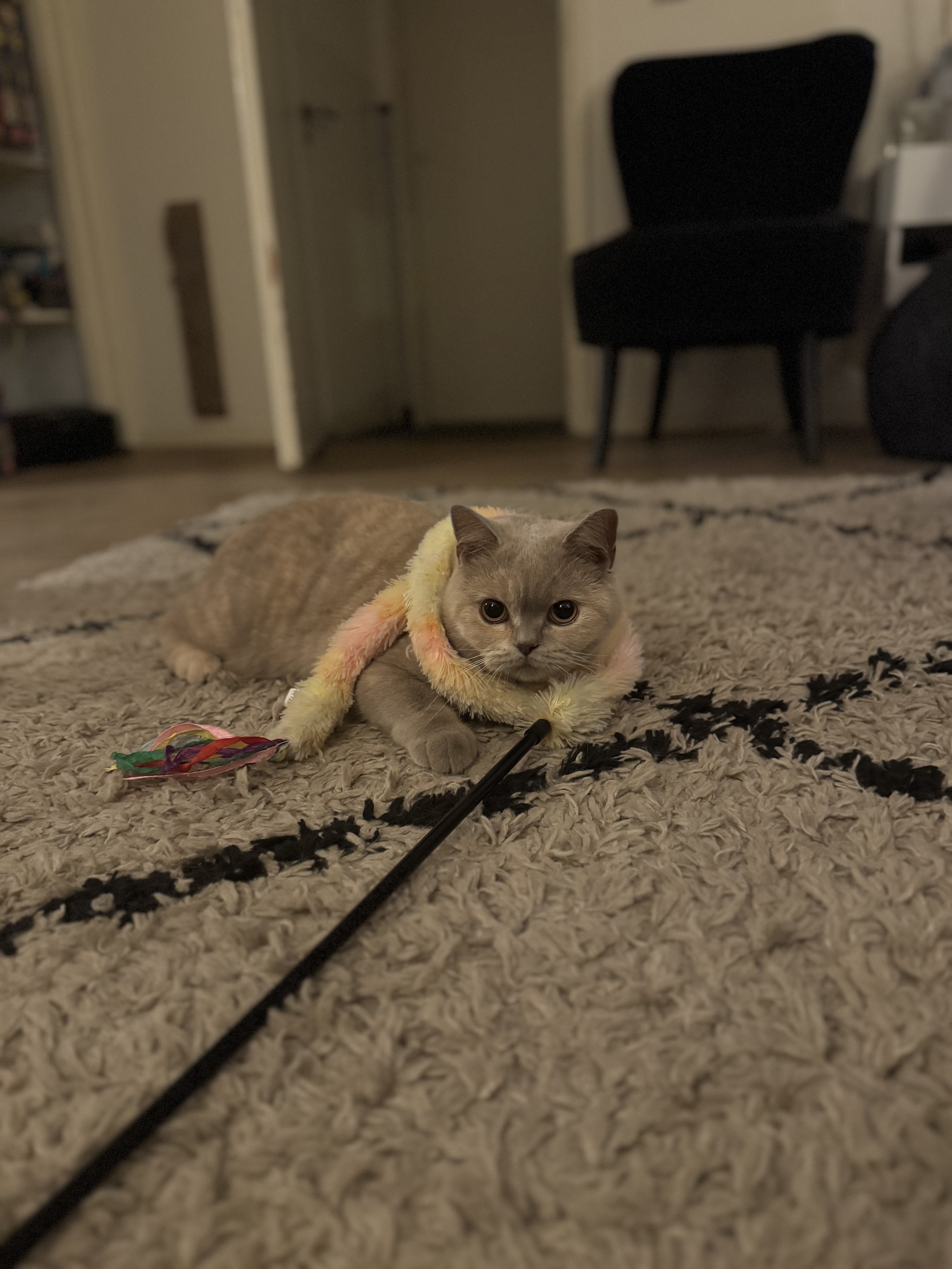 image-12