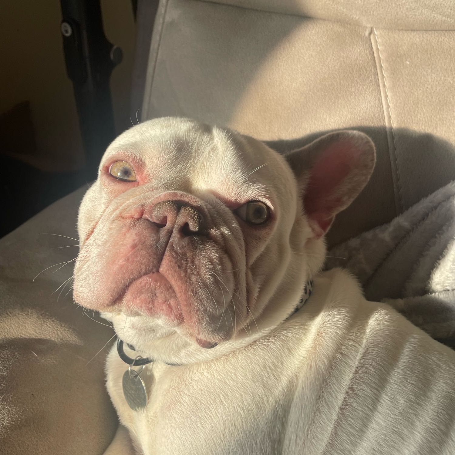 Arlo