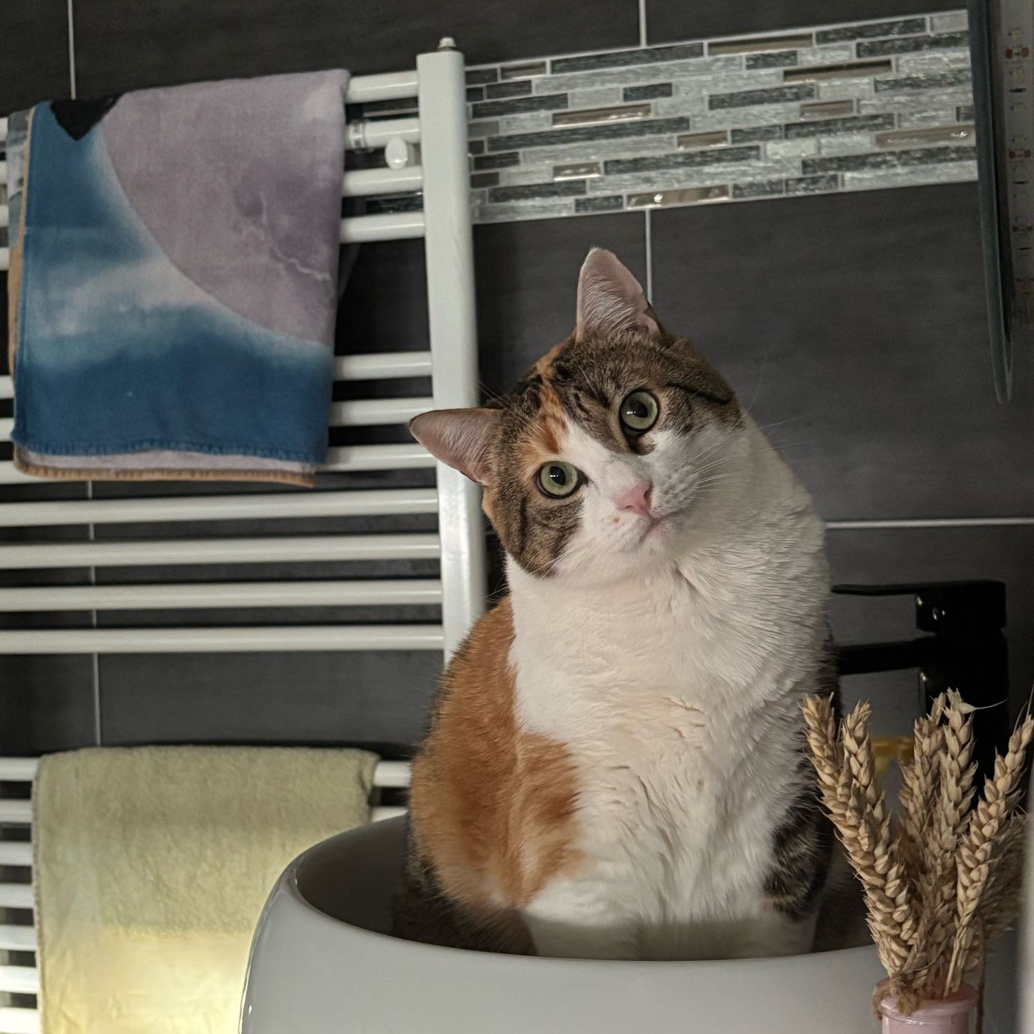 Stella
