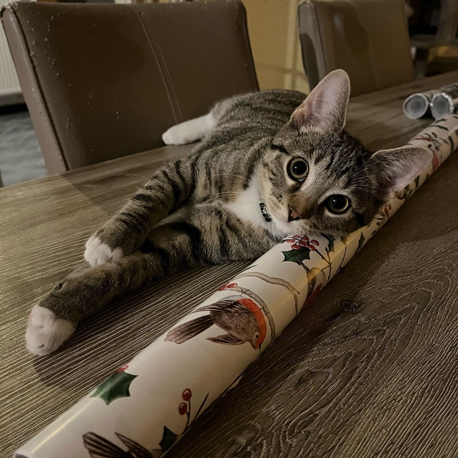 Lubo