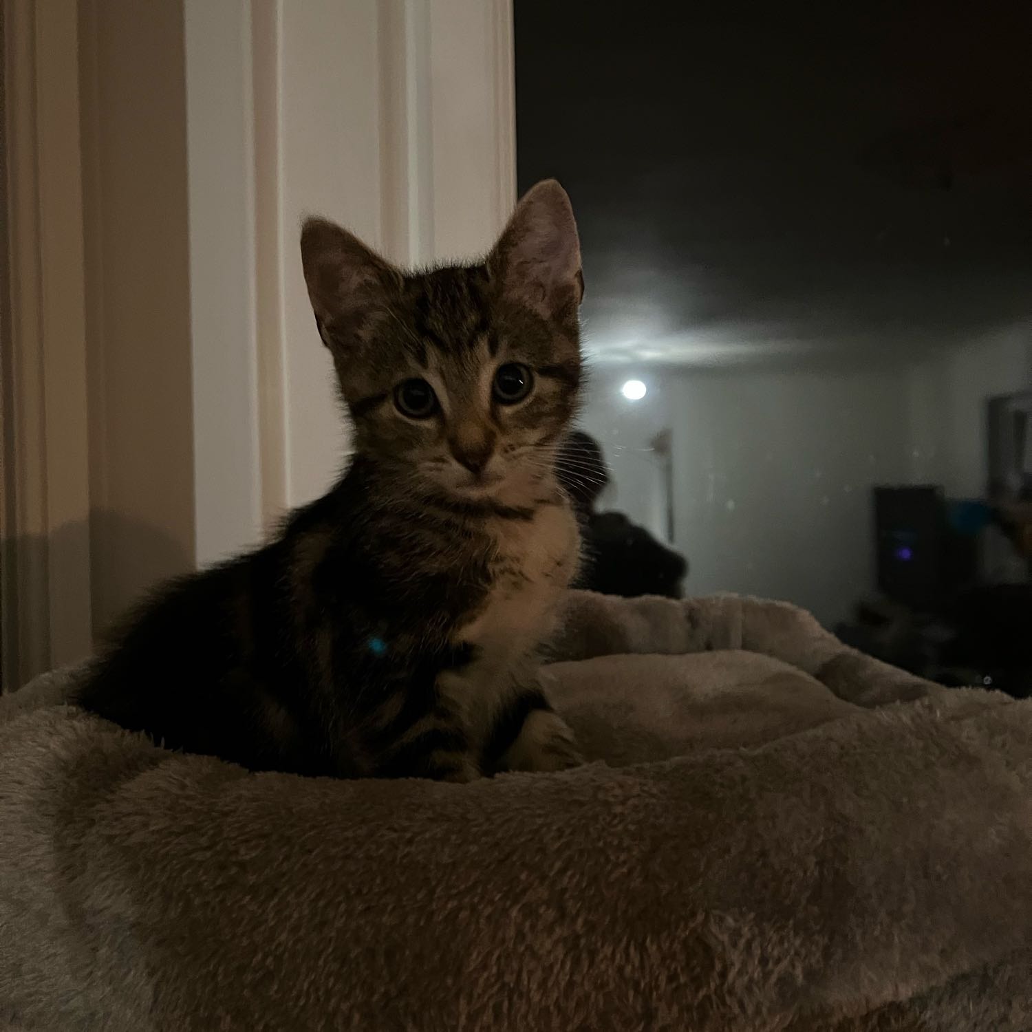 Myshka