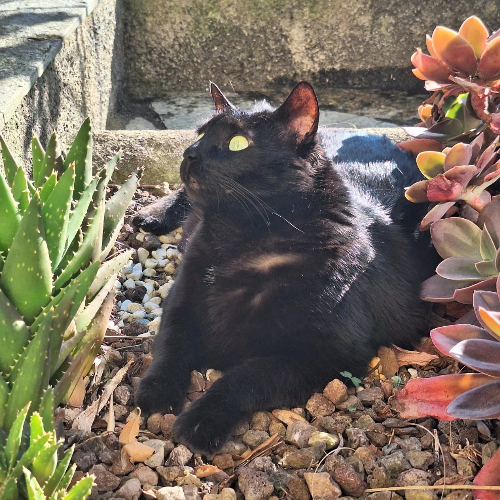 Mirtilla