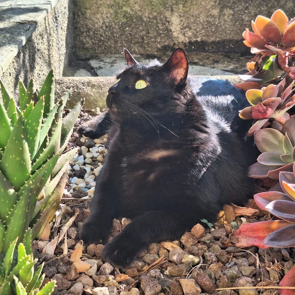 Mirtilla