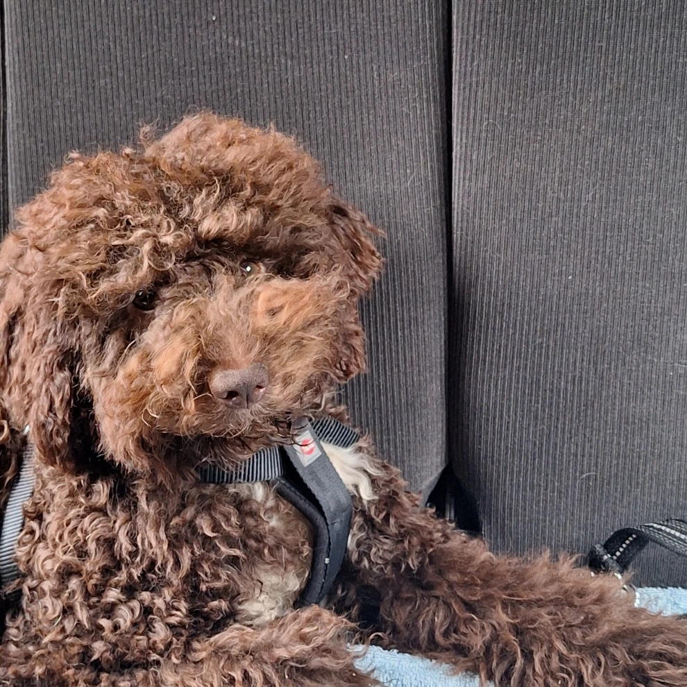 Toffee