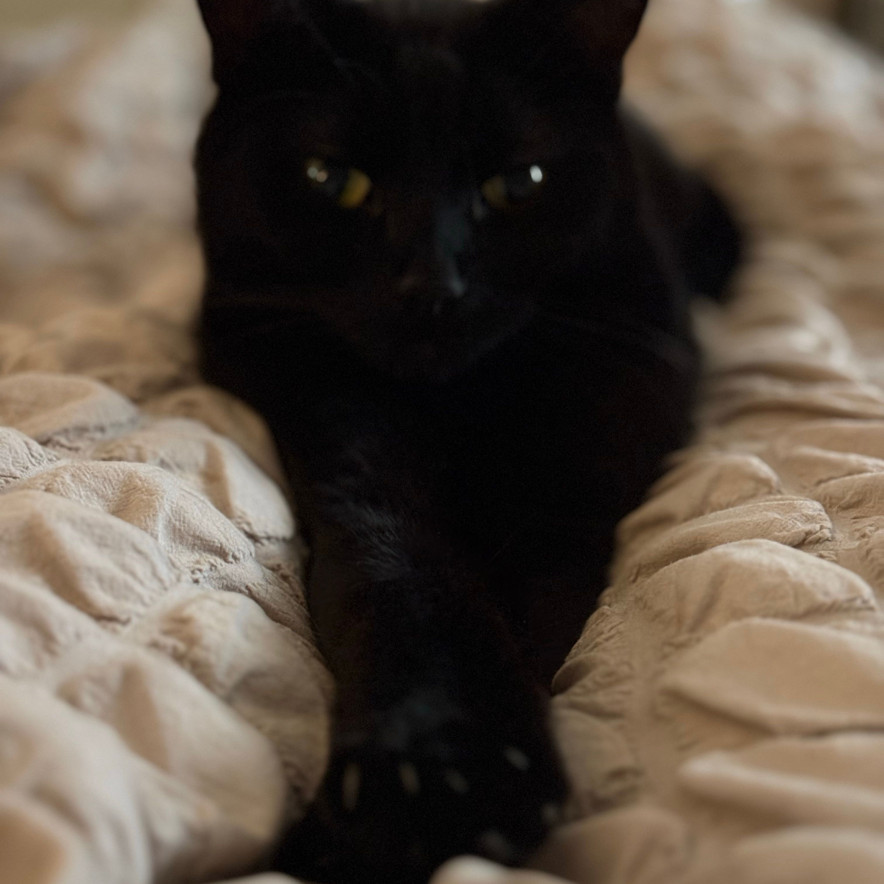 Neo