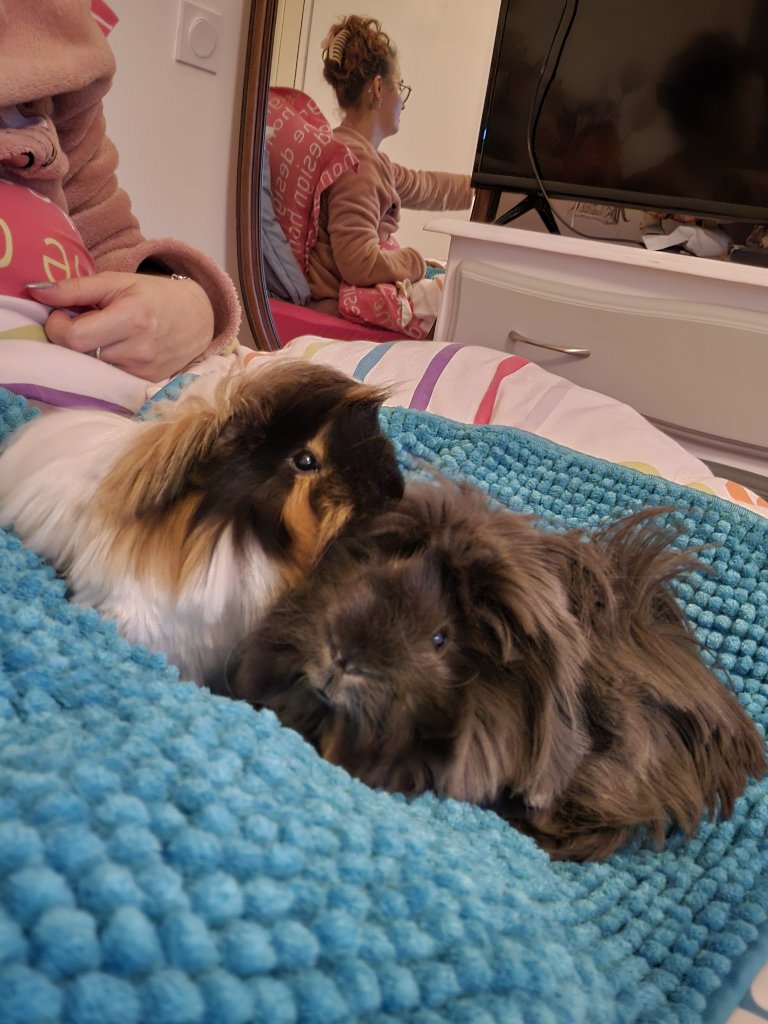 Zig & Zag