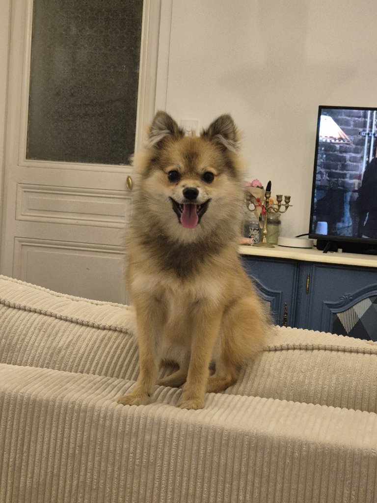 Pumba