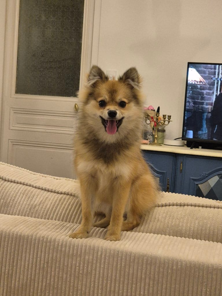 Pumba