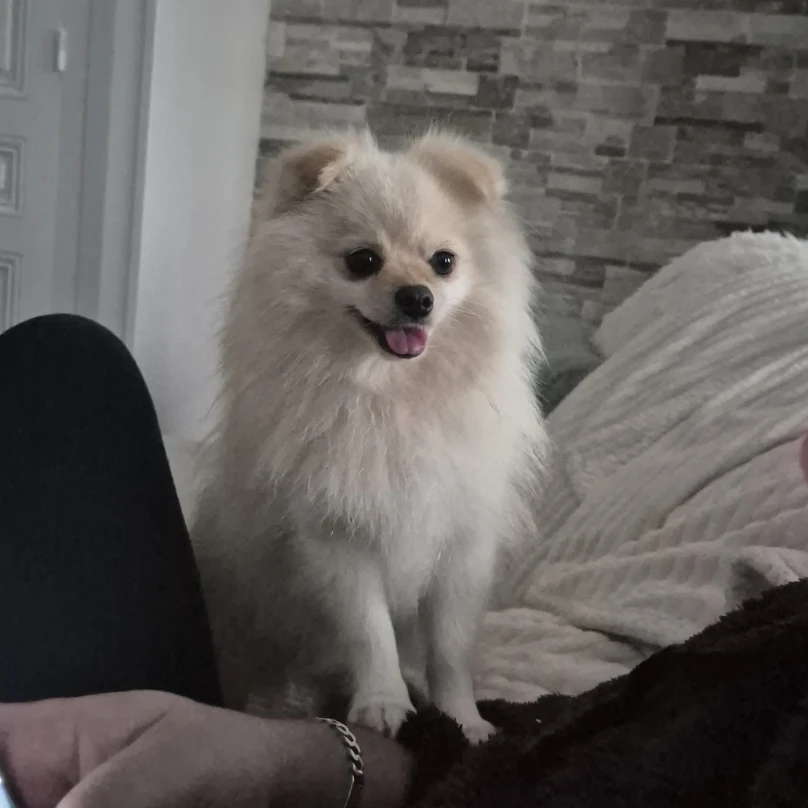 Tara
