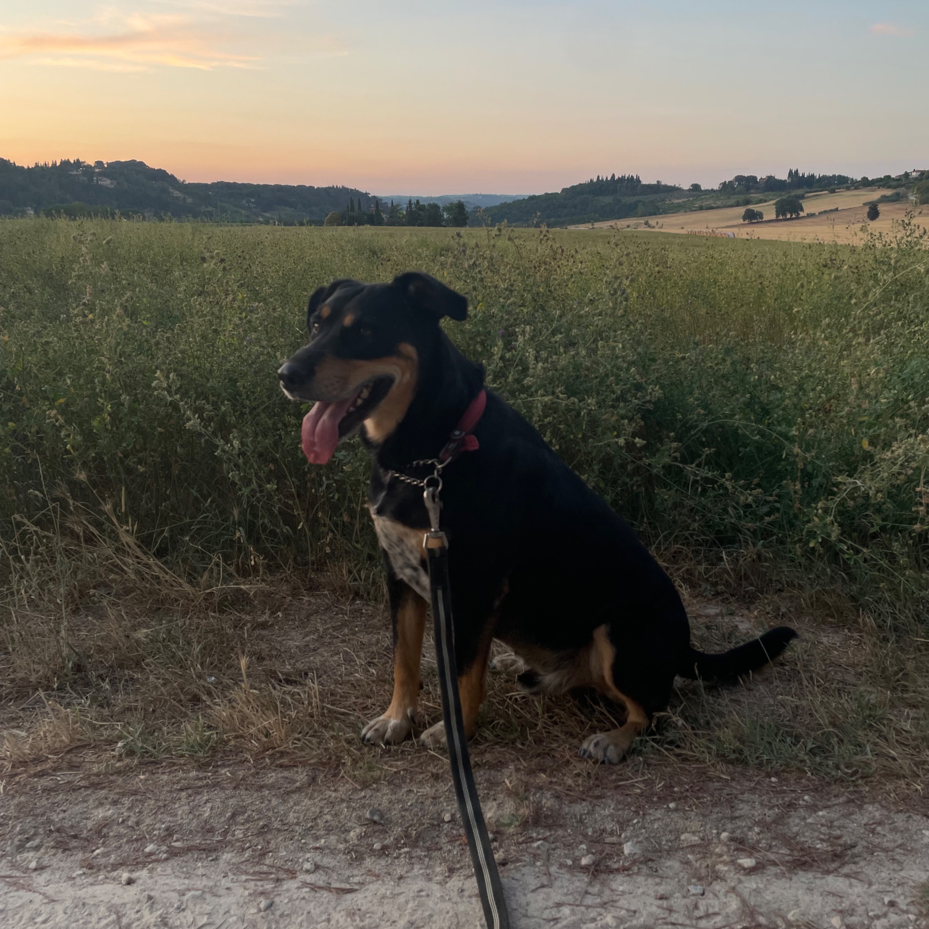 Gino