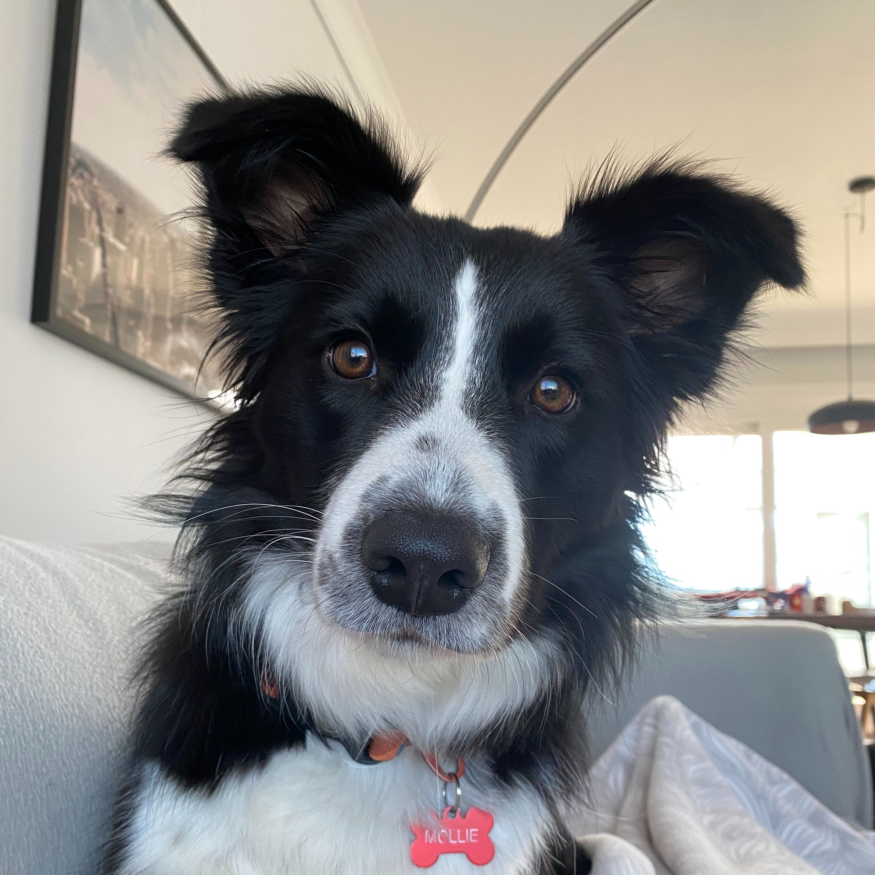 Mollie