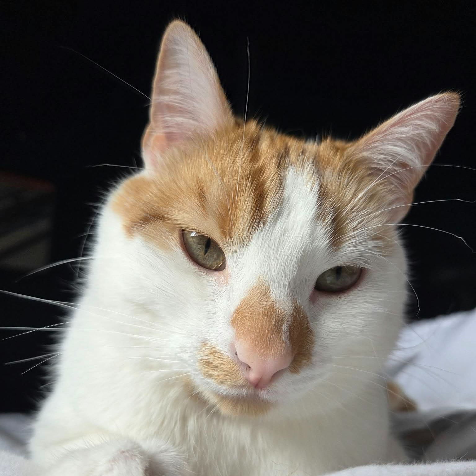 Ripley