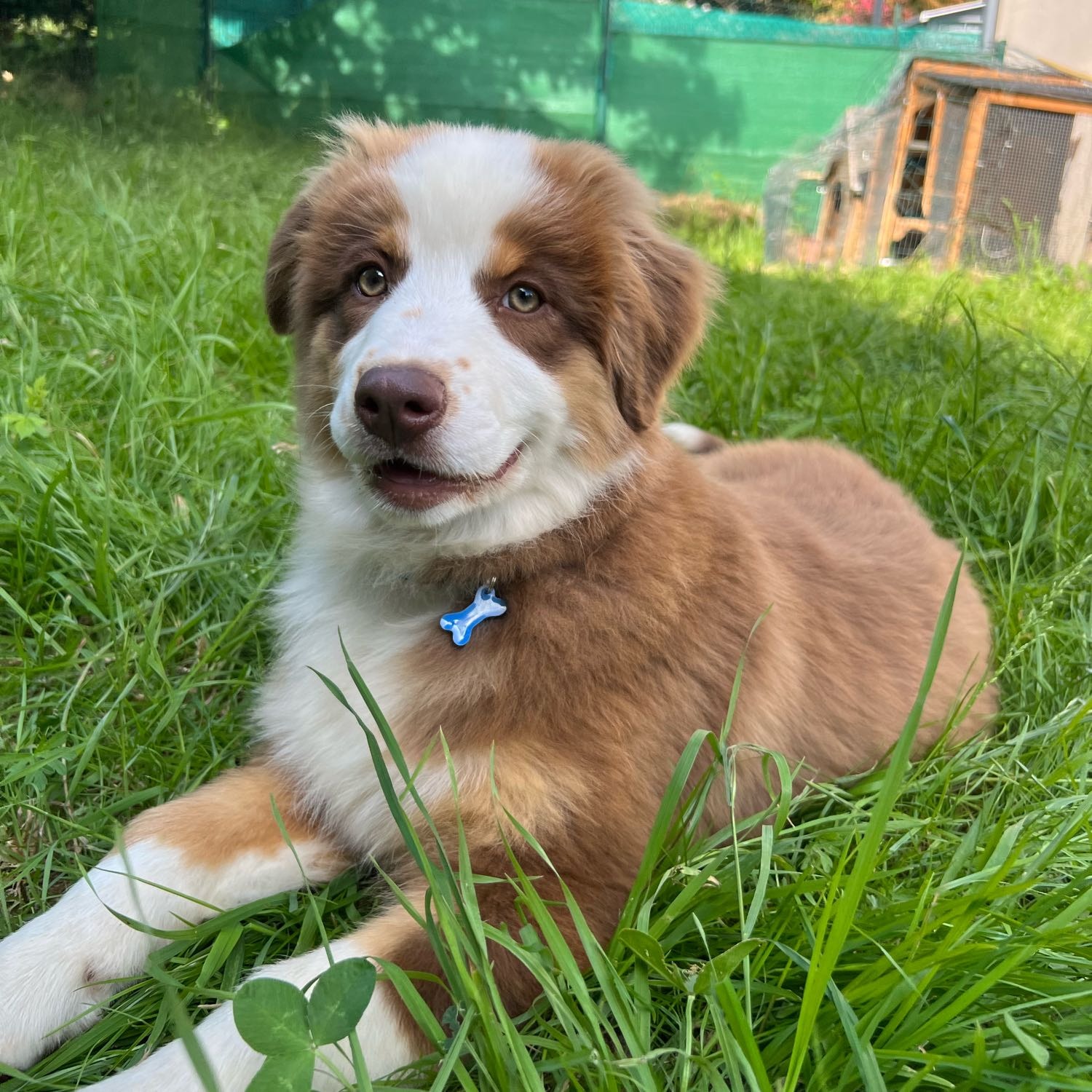 Koda