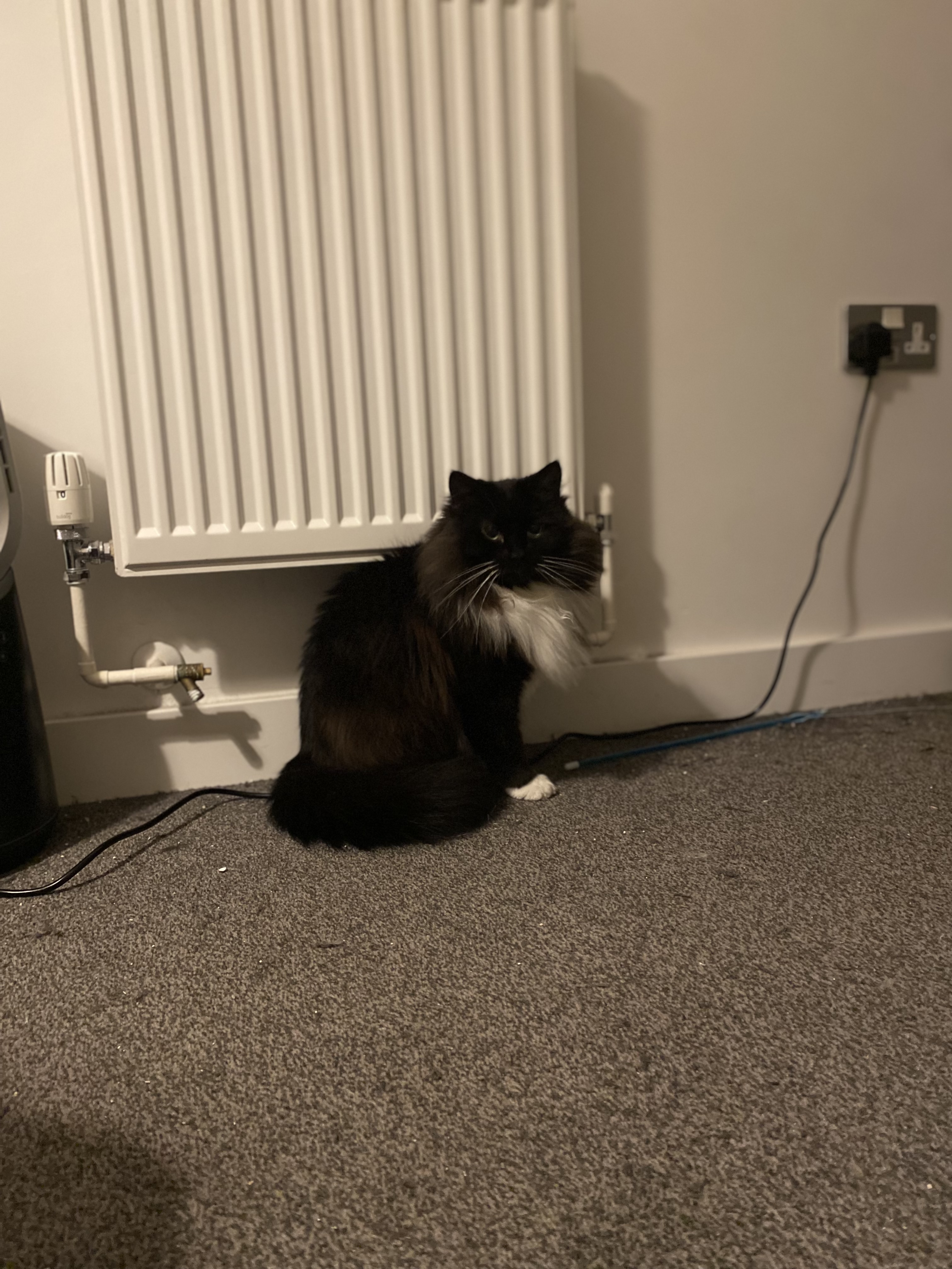 image-12