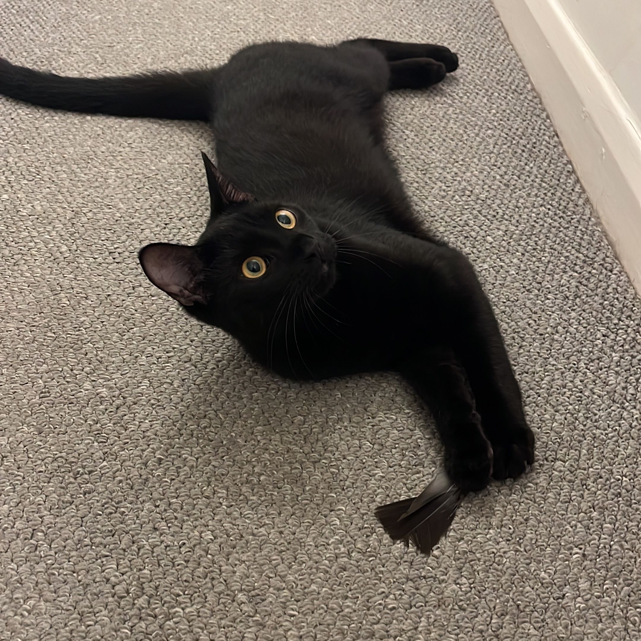 O’Malley