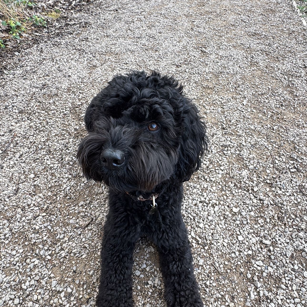 Coco