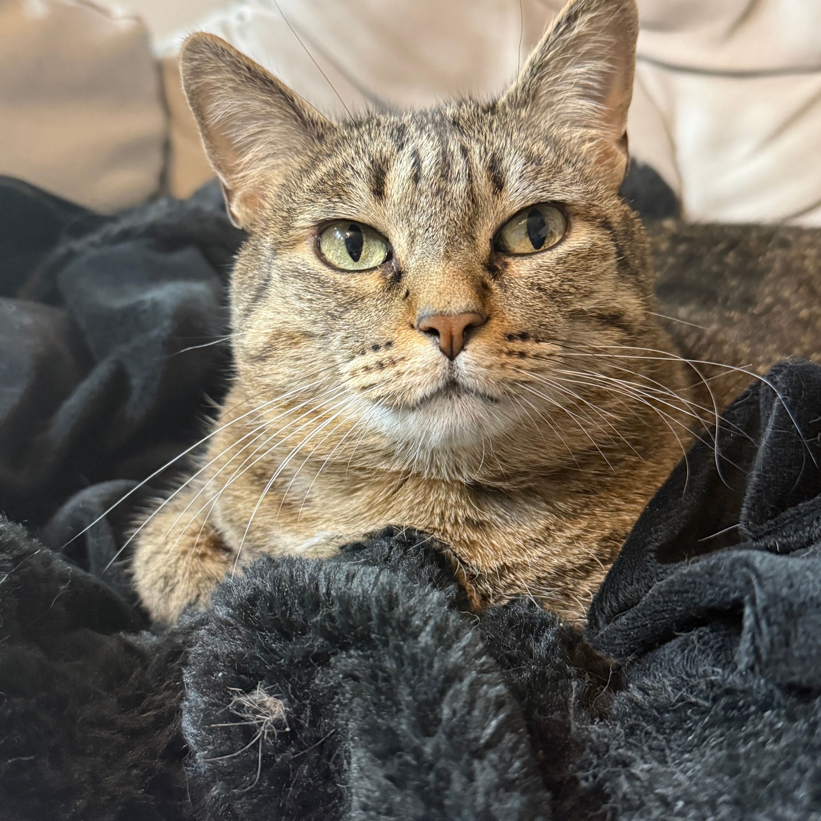 Nala