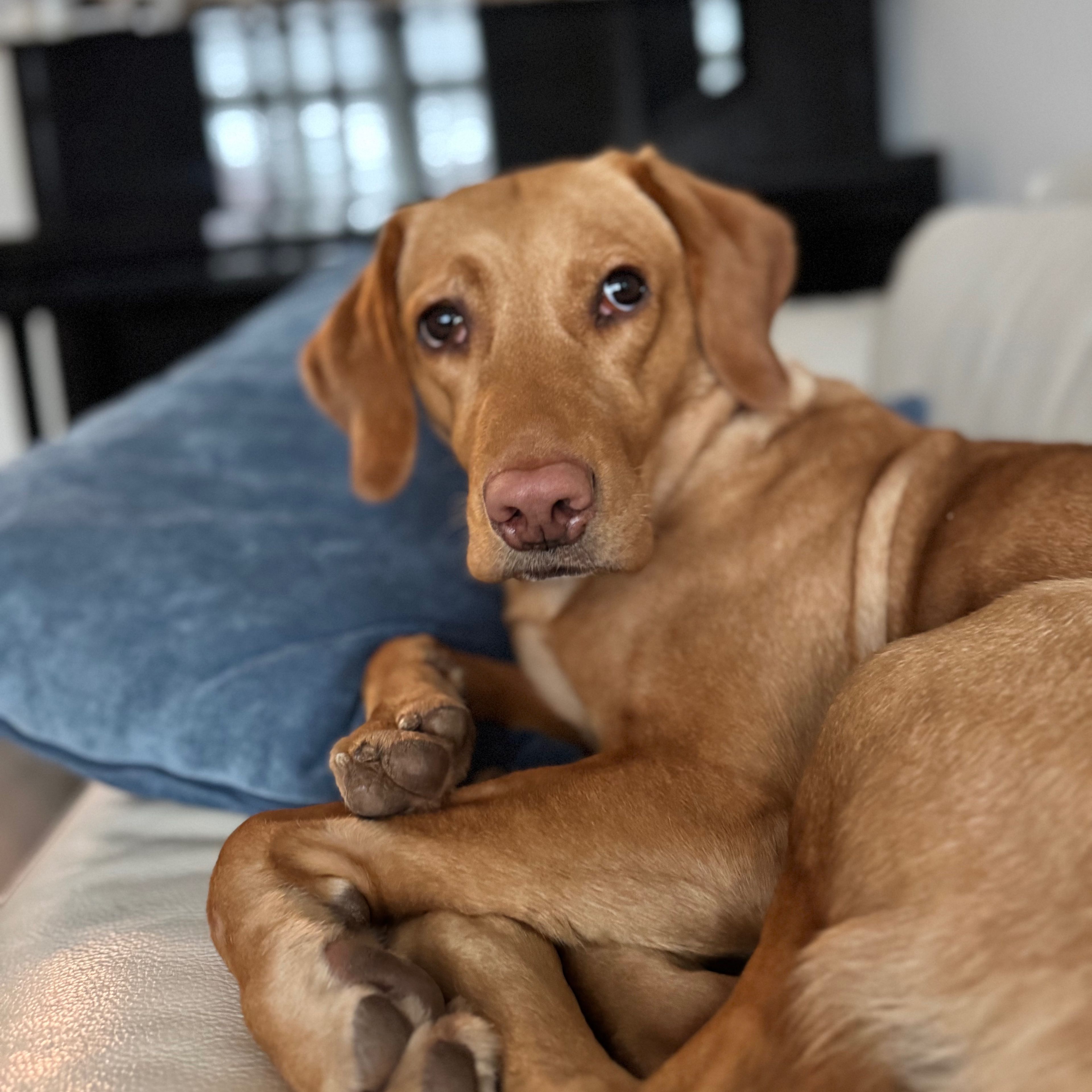 Lilly