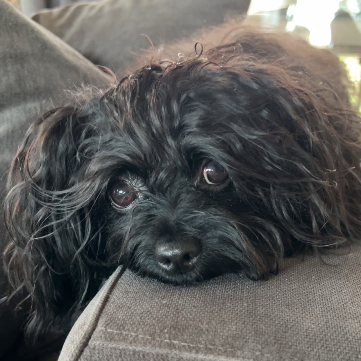 Gizmo 