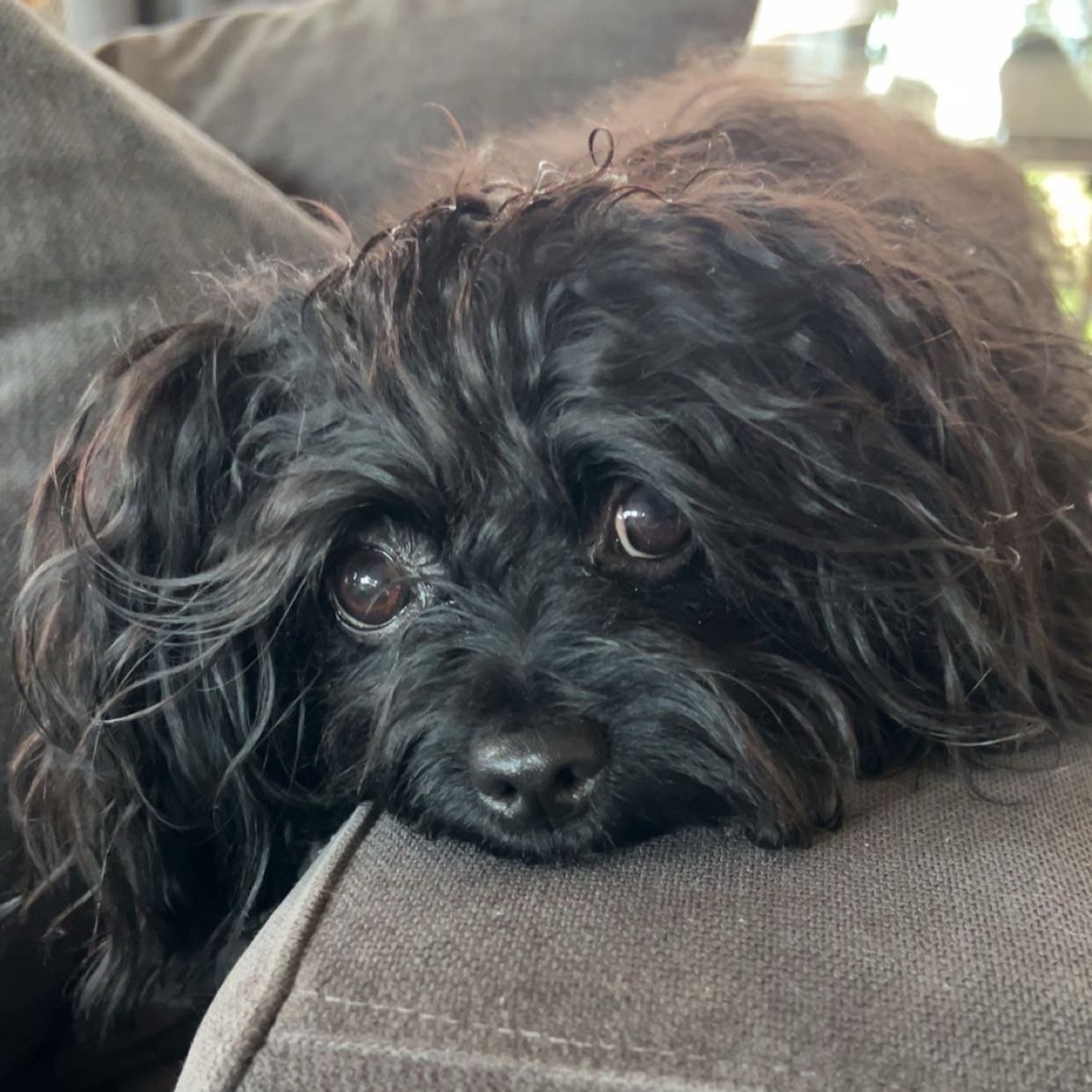 Gizmo
