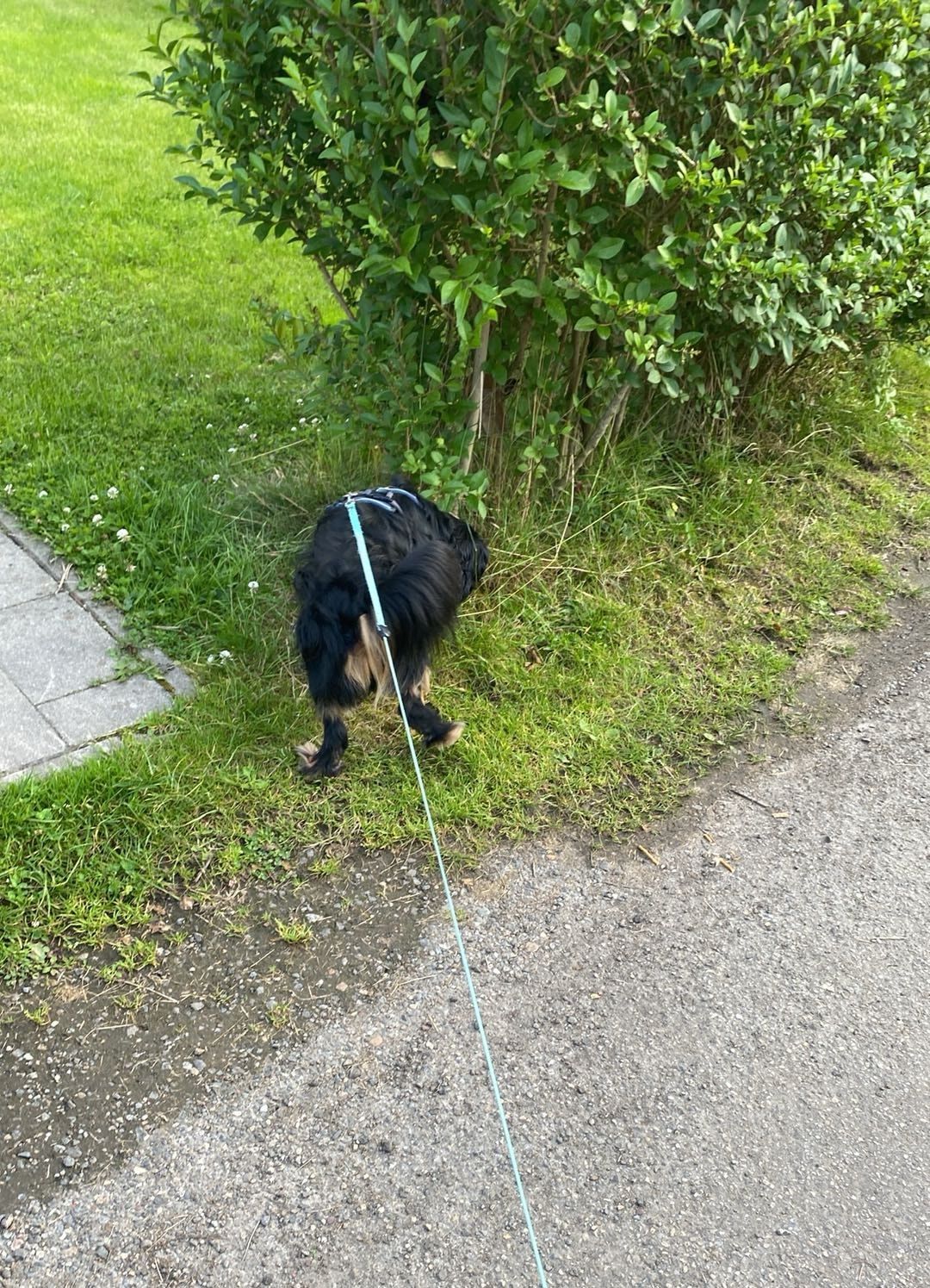 image-7