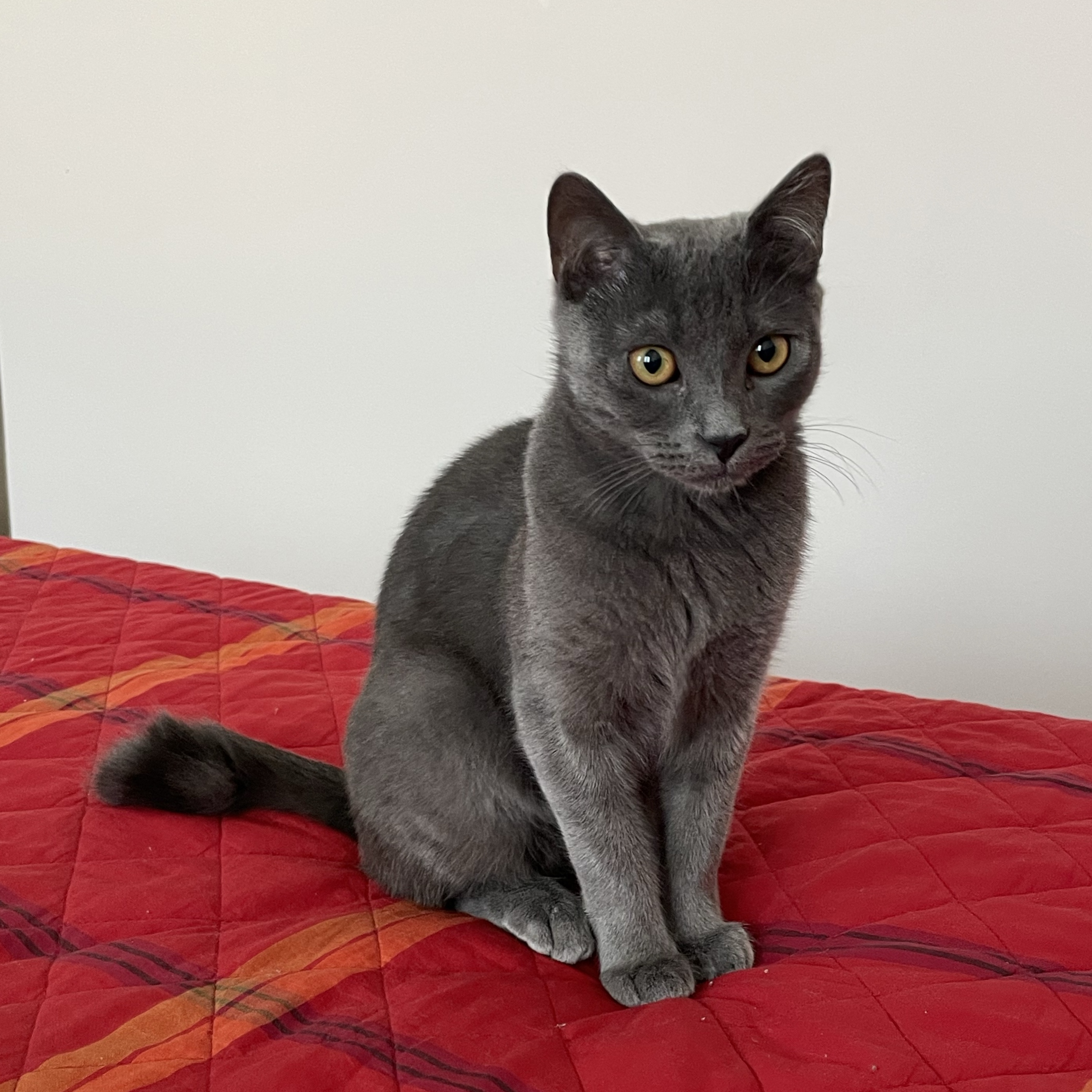 Remigio