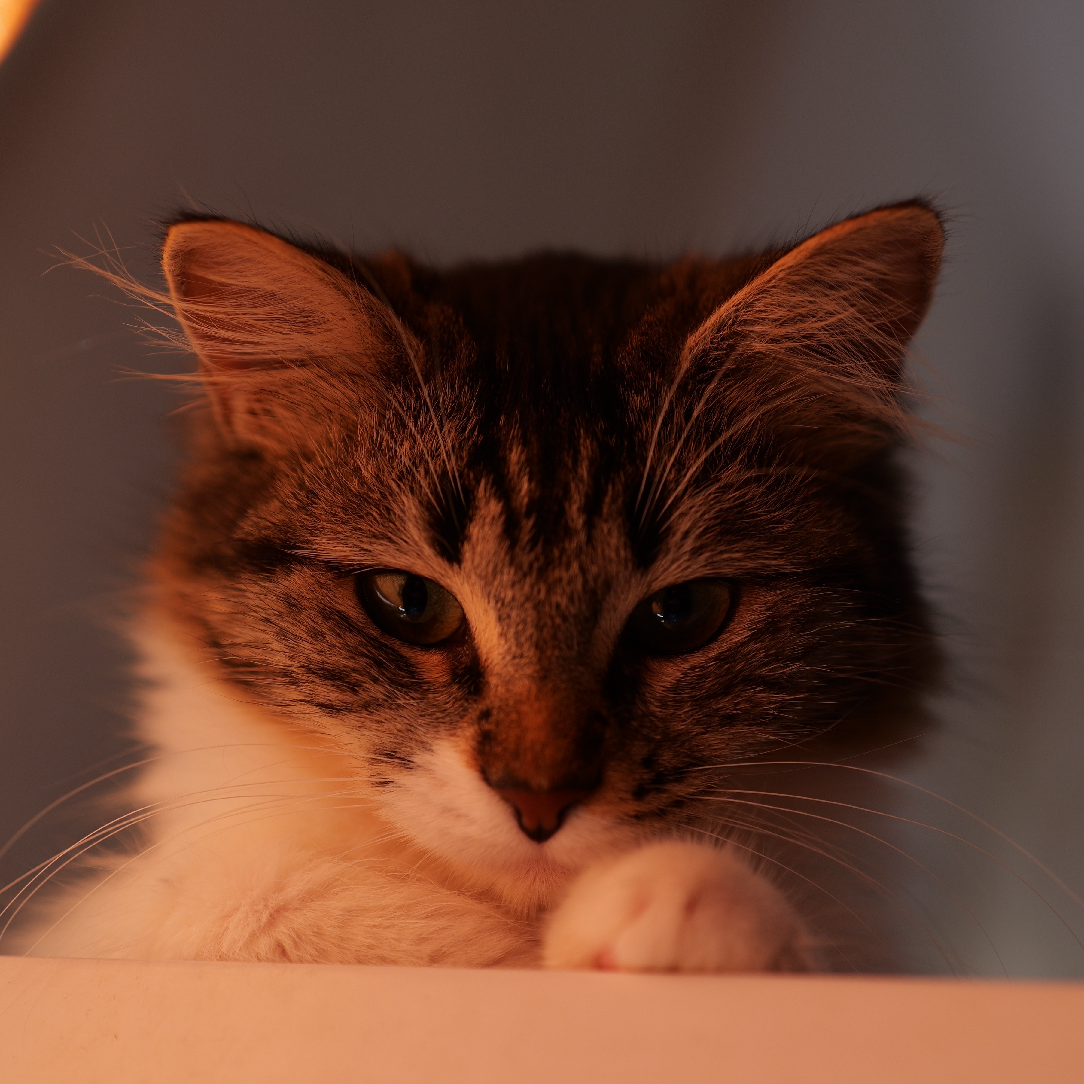 Amy