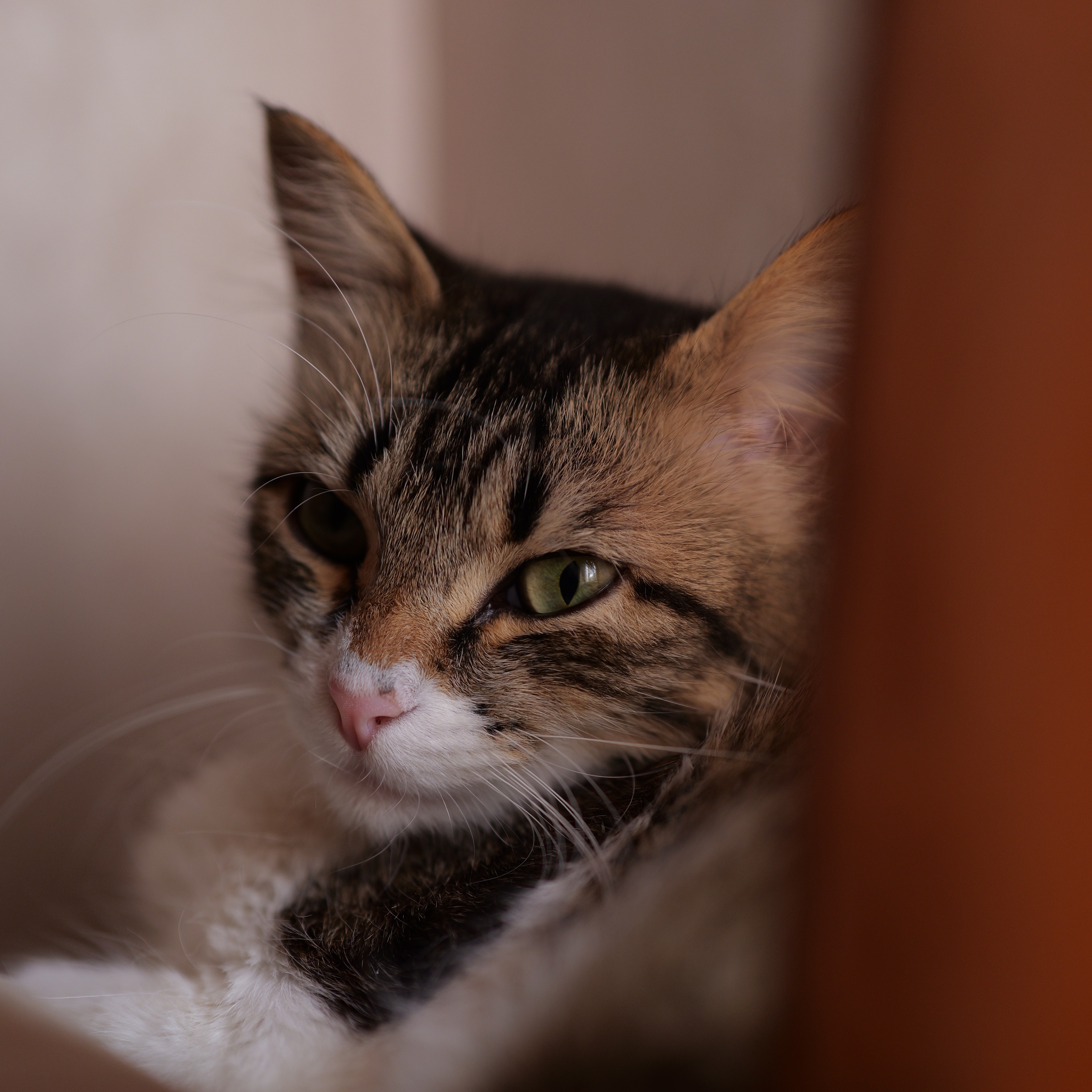 Phoebe